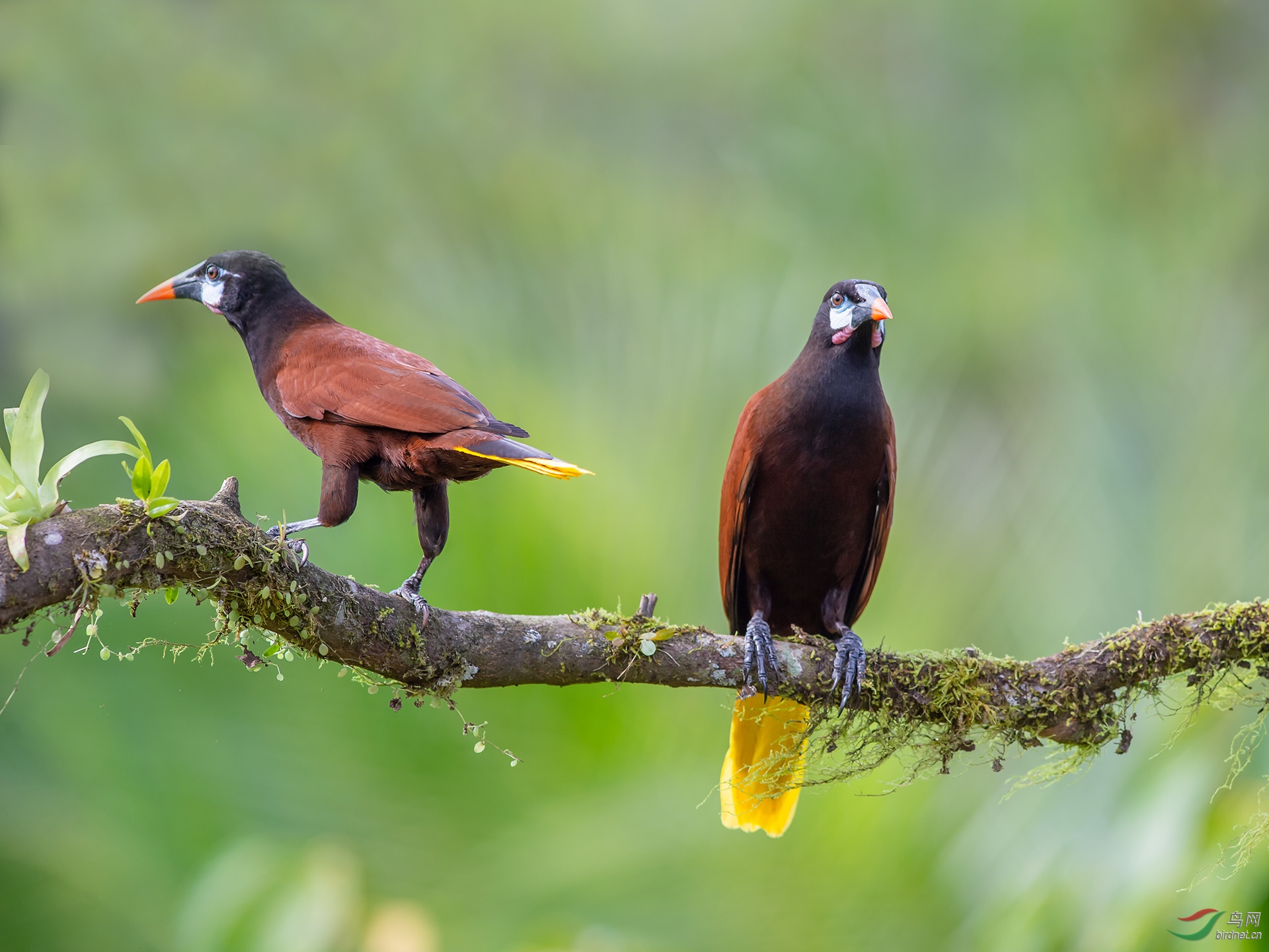 褐拟棕鸟(恭贺老师佳作荣获动物精华)