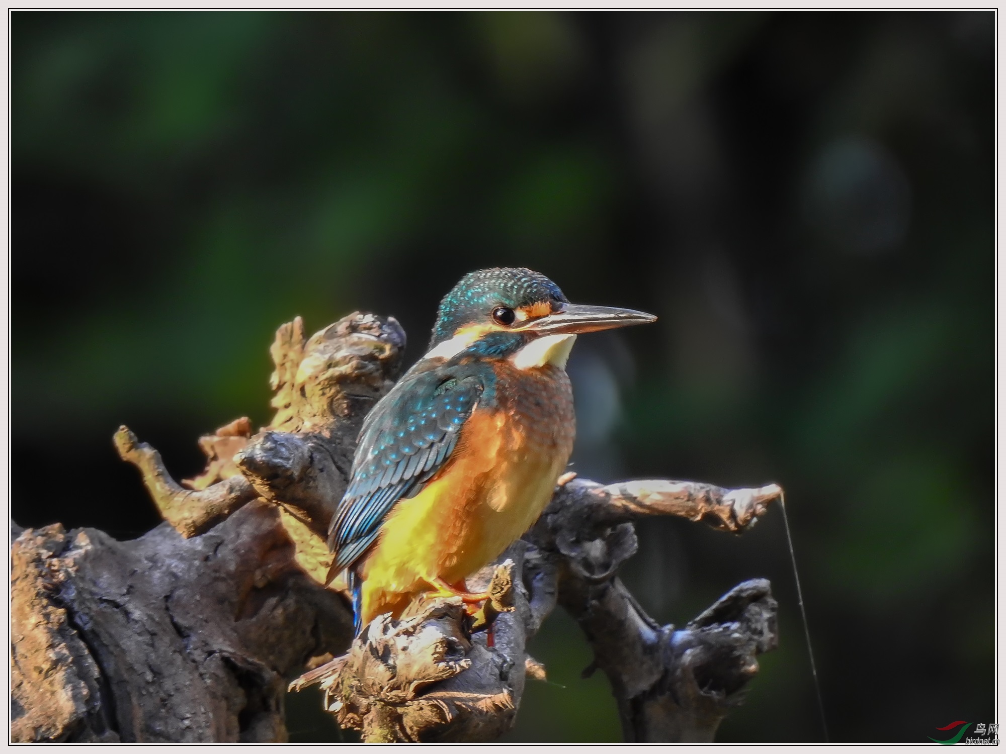 Ϧ���µ�С��