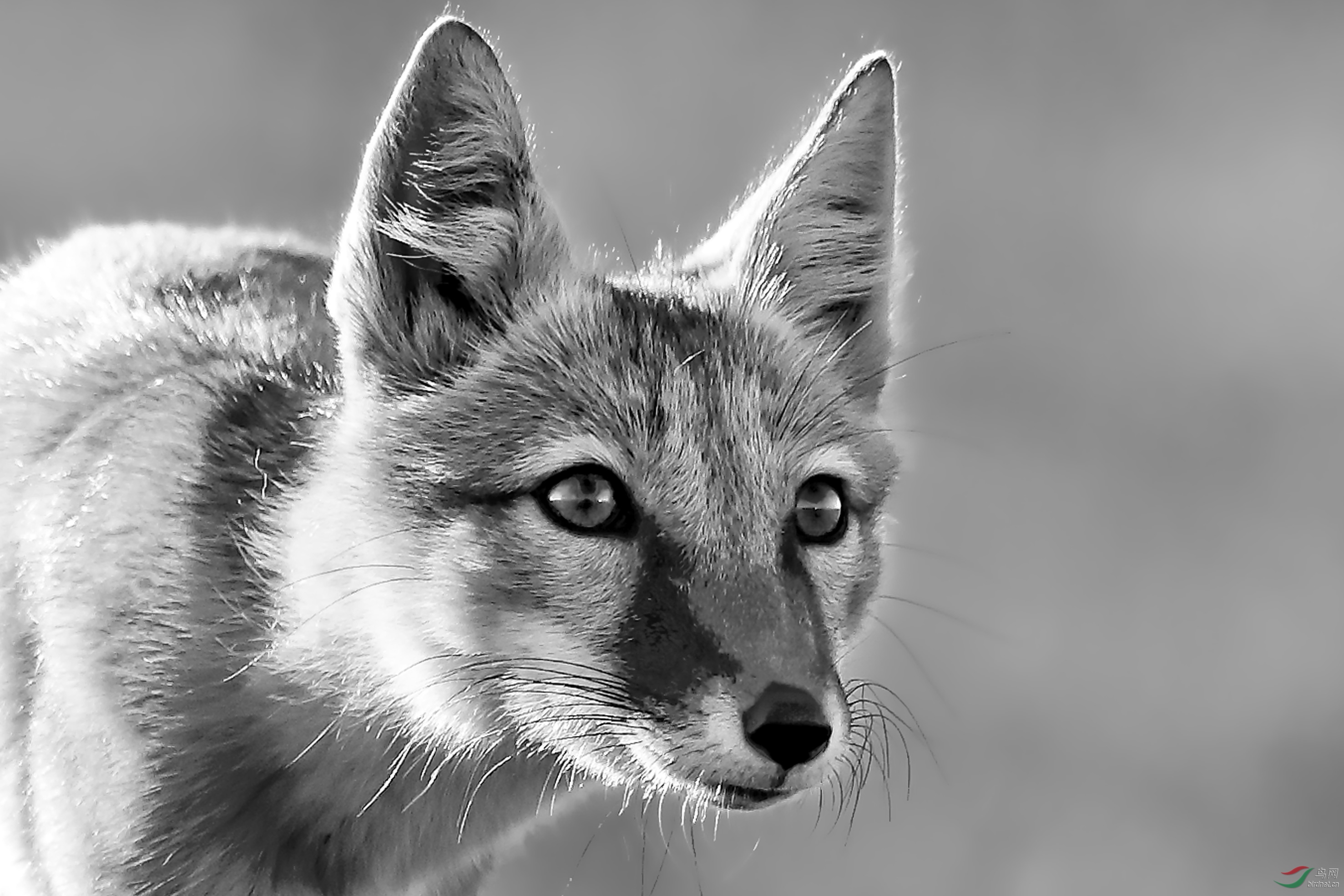 眼神- 野生动物版 鸟网