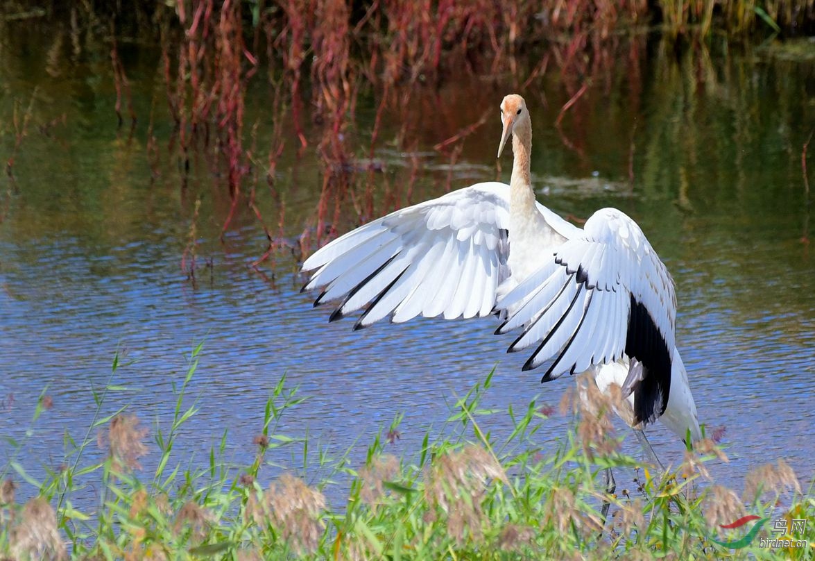清秀丹顶鹤幼鸟