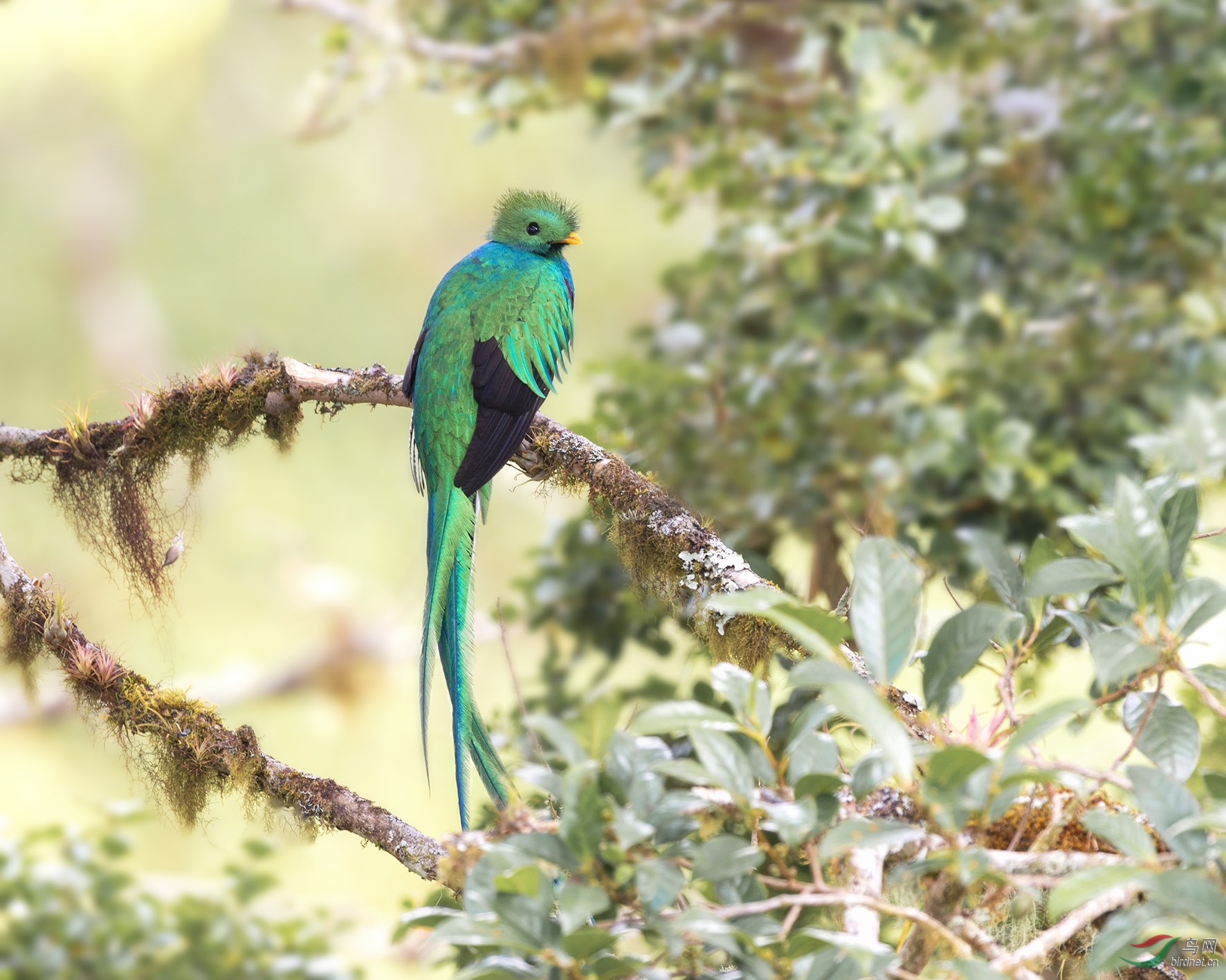凤尾绿咬鹃 荣获首页精华>