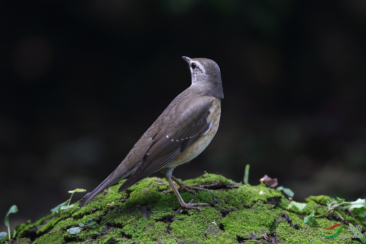 白眉鸫幼鸟进京