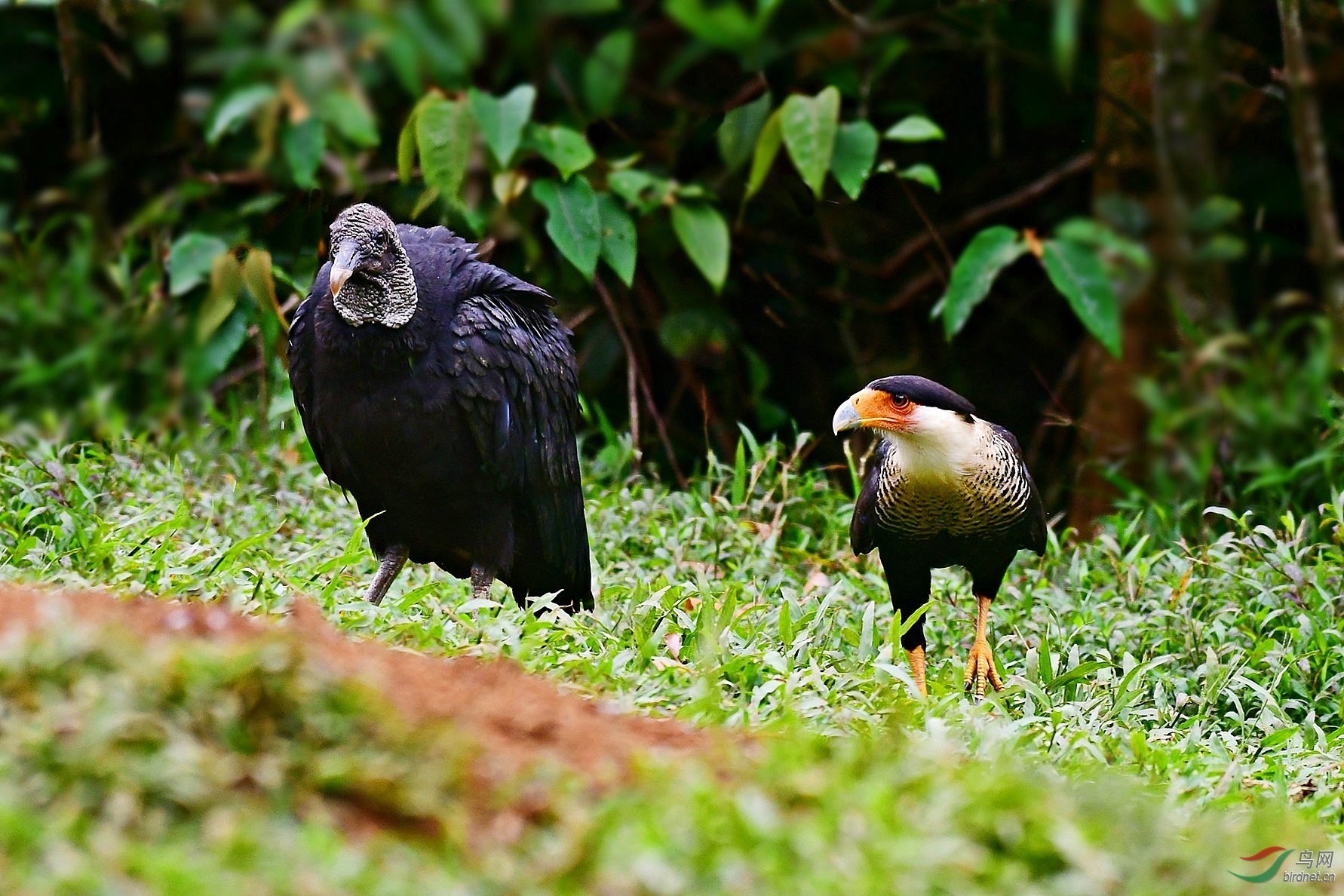 巨隼与黑头美洲鹫