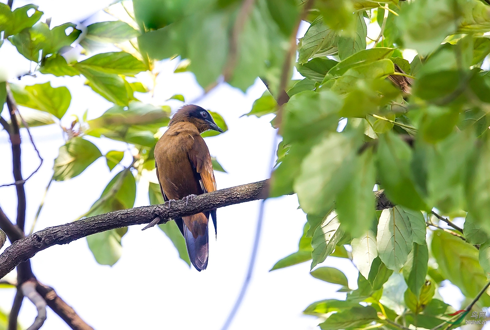 古月双木天使林新纪录迎国庆紫宽嘴鸫贺图获首页图文精华