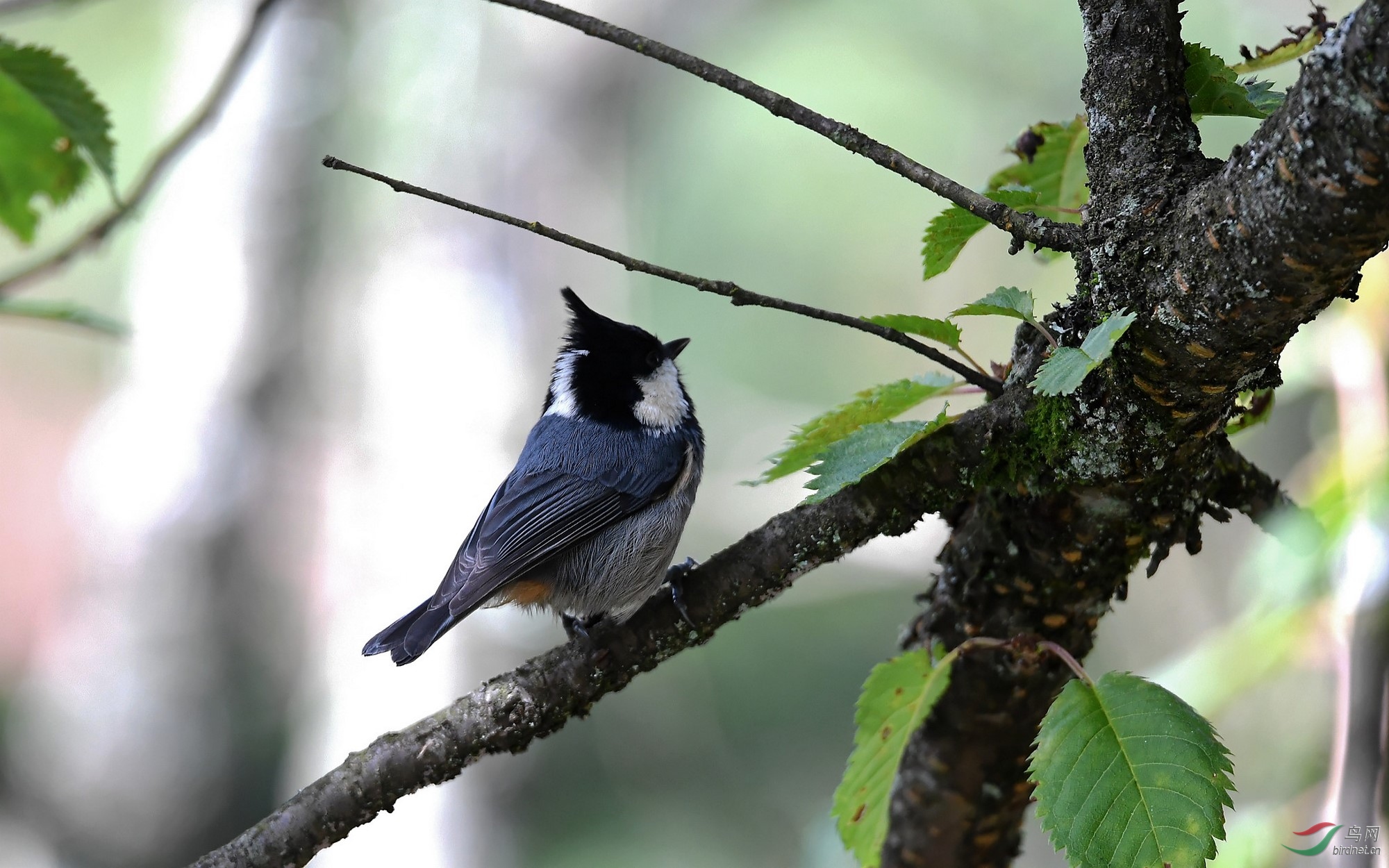 峨眉金顶小黑头黑冠山雀