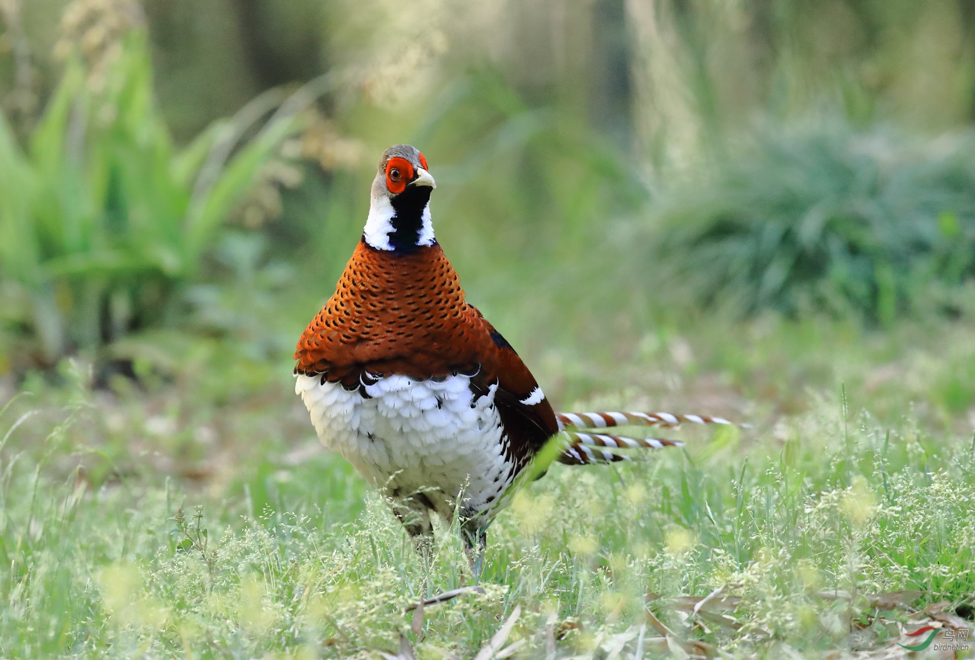 白颈长尾雉(雄) - 艺术创意鸟网