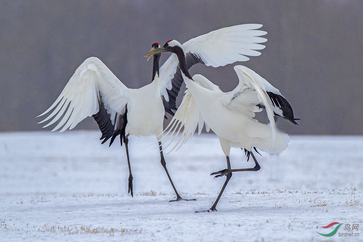雪上鹤舞