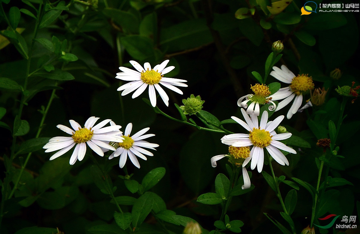 【花卉欣赏】山马兰