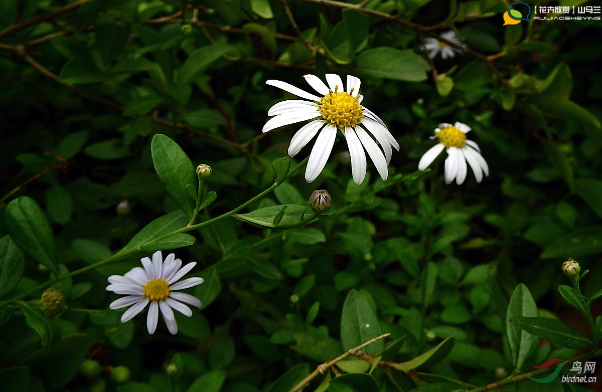 【花卉欣赏】山马兰
