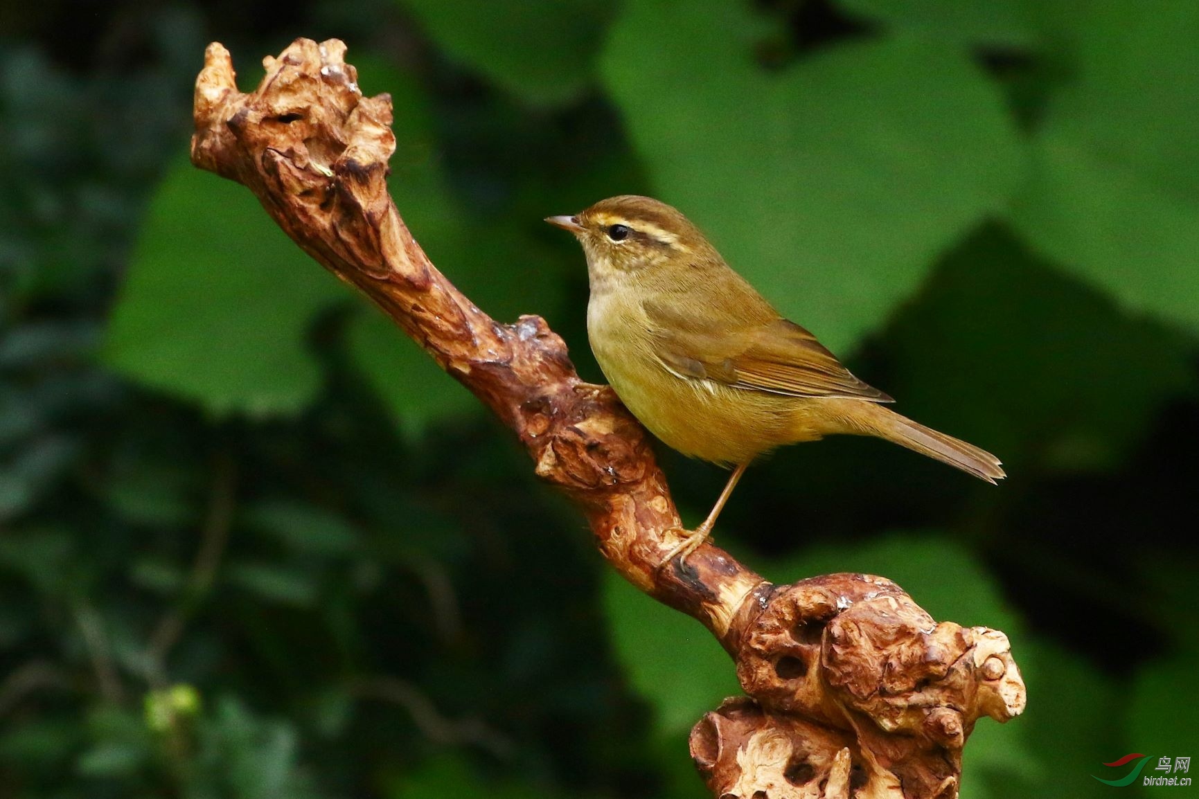 强脚树莺(天坛公园)