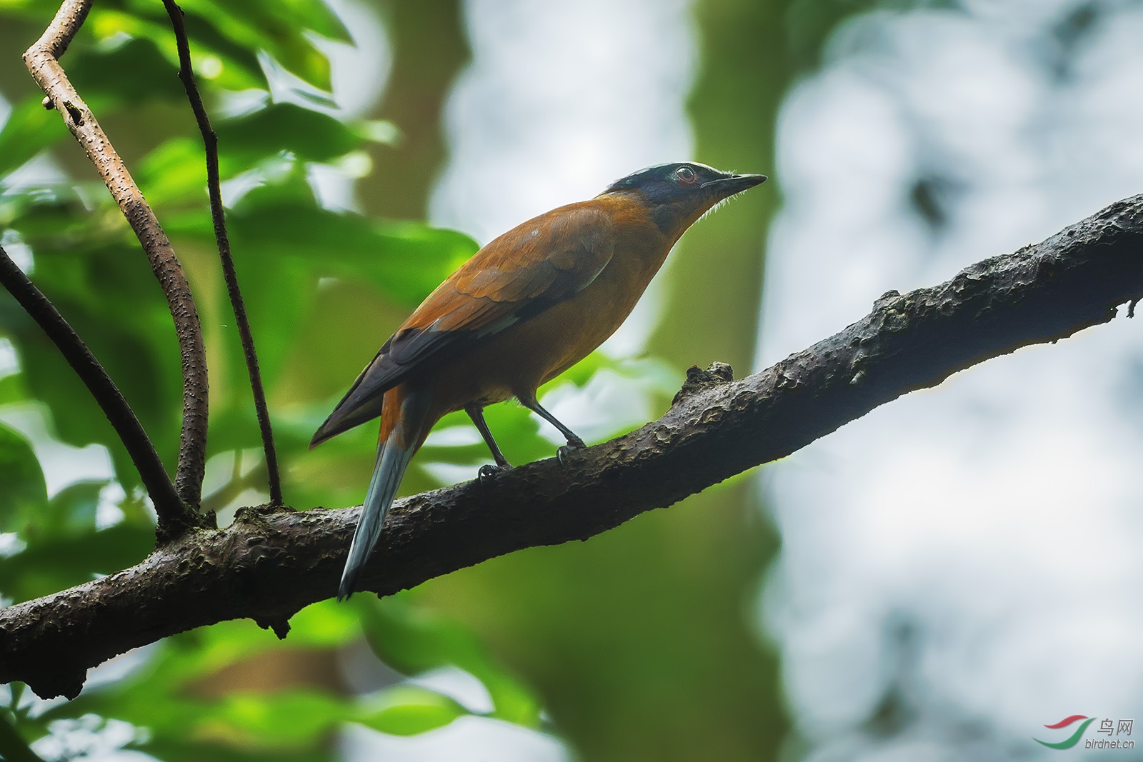 天使林的紫宽嘴鸫