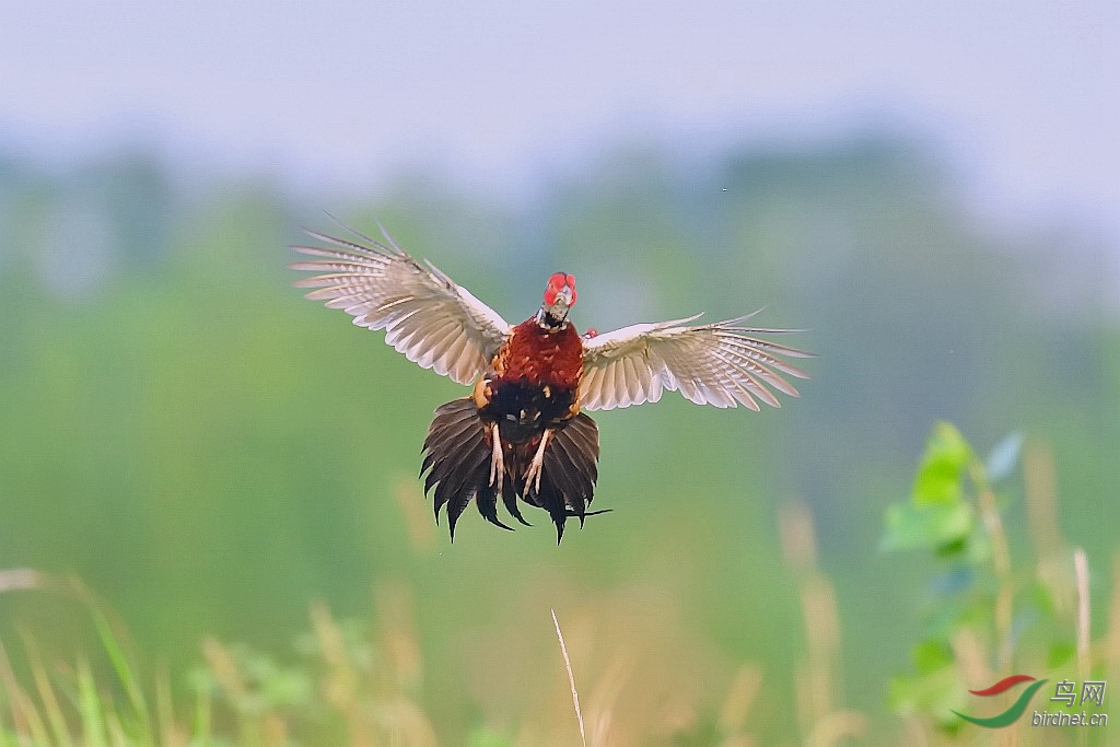 [林鸟] 腾飞的"土凤凰"-----雉鸡(环颈雉)