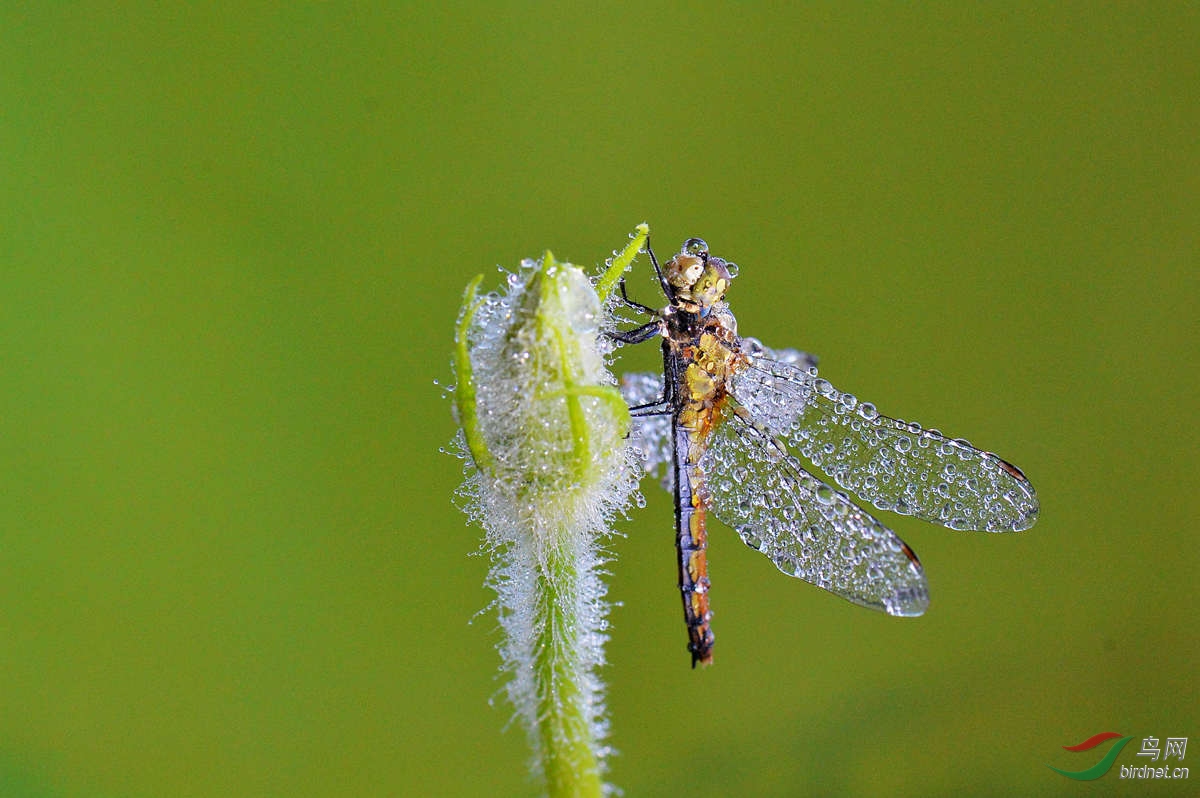 露水蜻蜓 - 昆虫与微距 鸟网