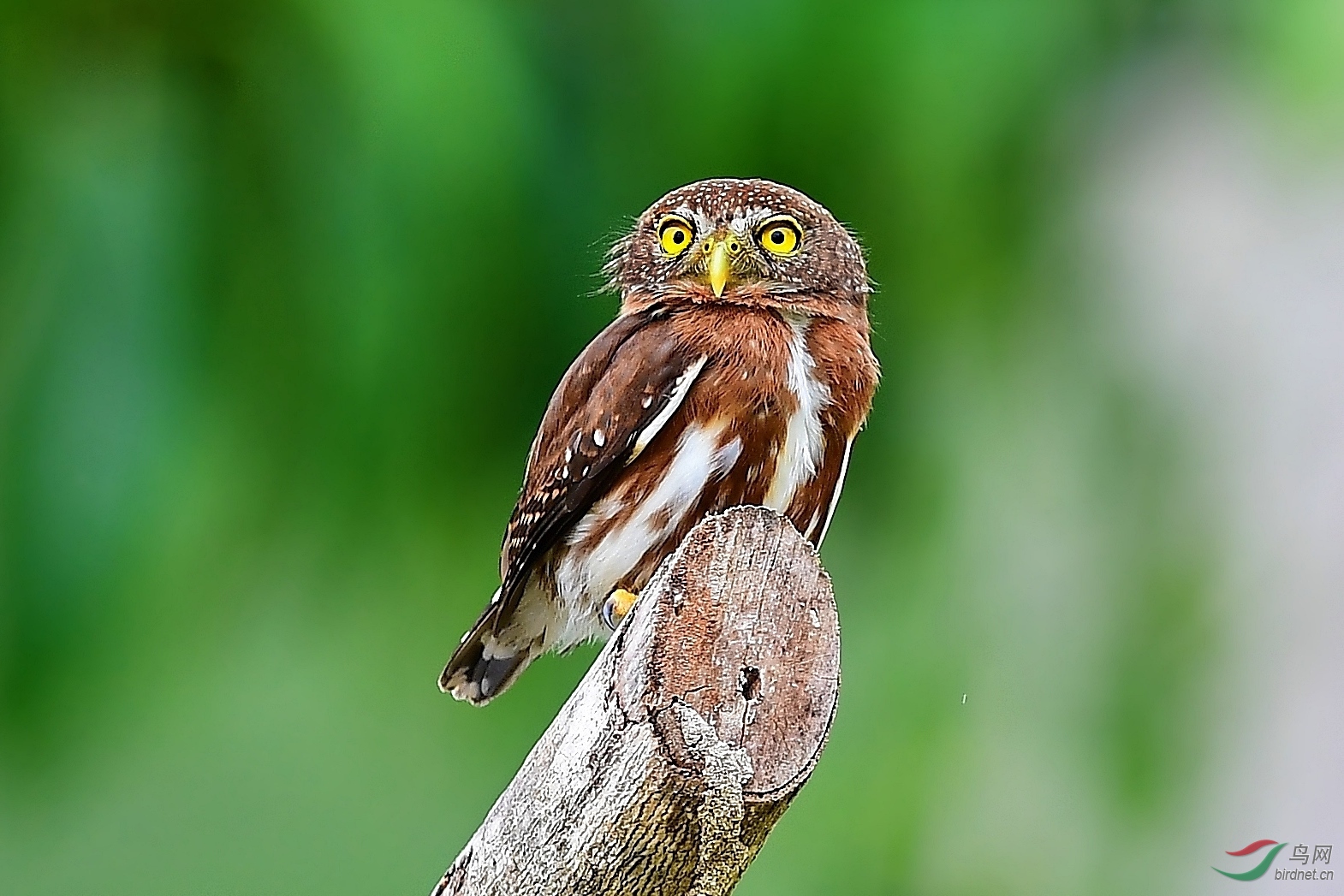 什么情况中美洲鸺鹠