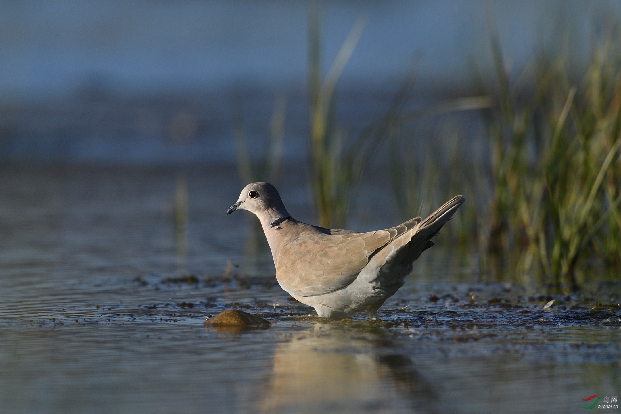 水中斑鳩