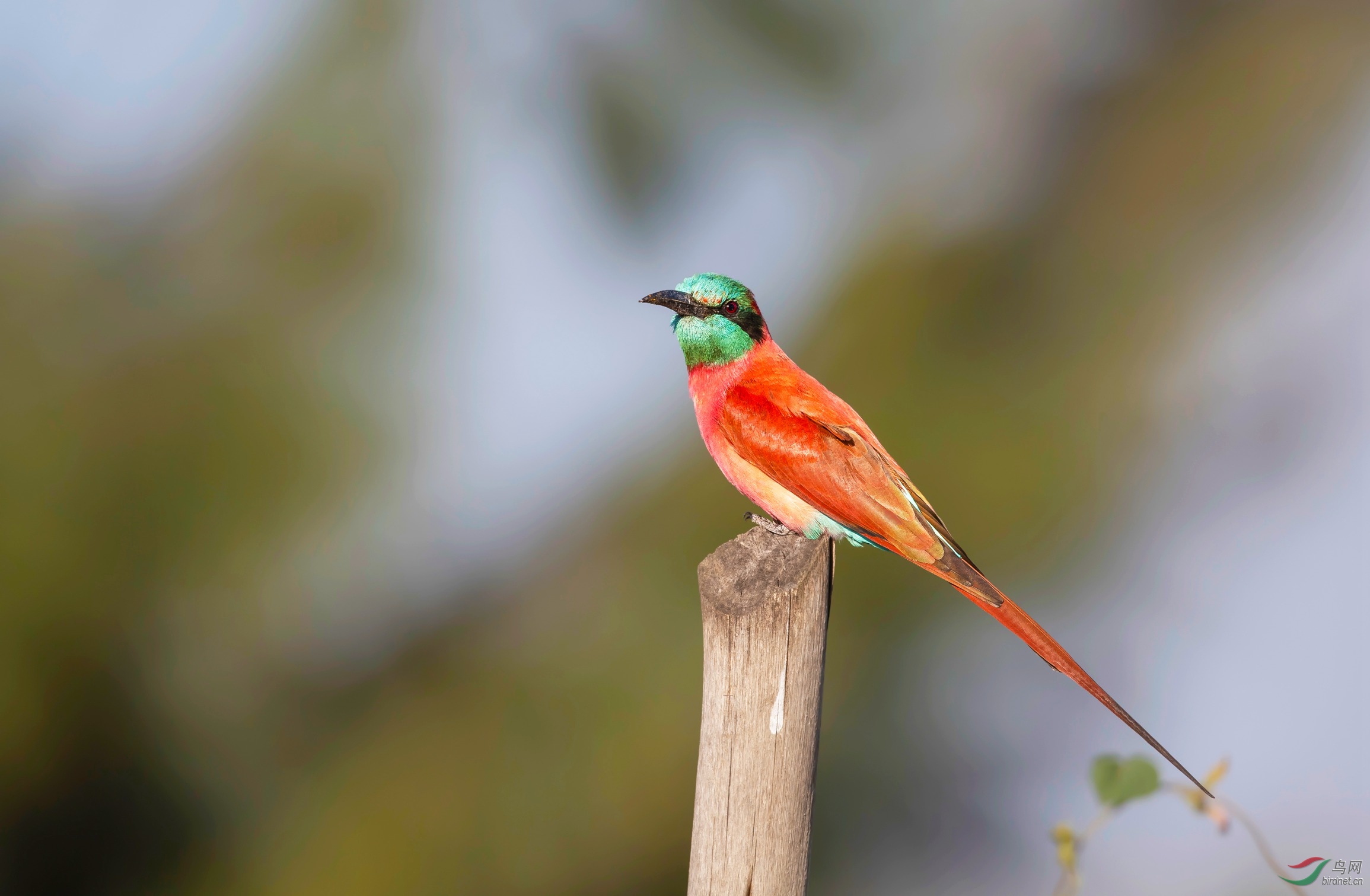 洋红蜂虎 ( 祝贺荣获首页鸟类精华 )