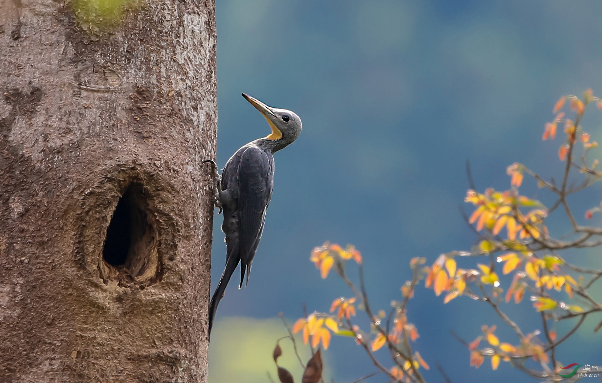 大灰啄木鸟【2】----恭贺荣获首页精华!