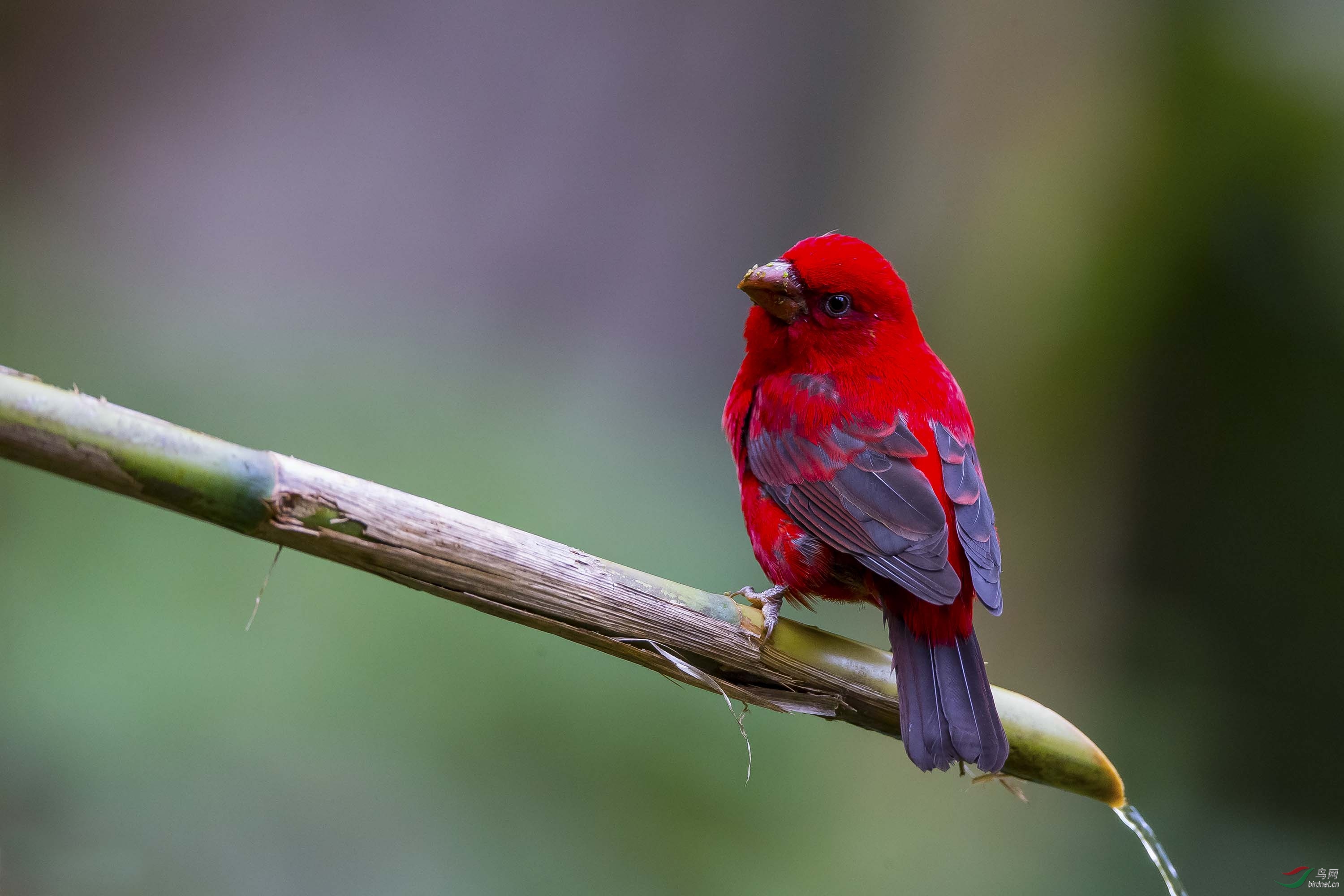 难得一见的鲜红色鸟血雀祝各位老师鸟友国庆佳节快乐