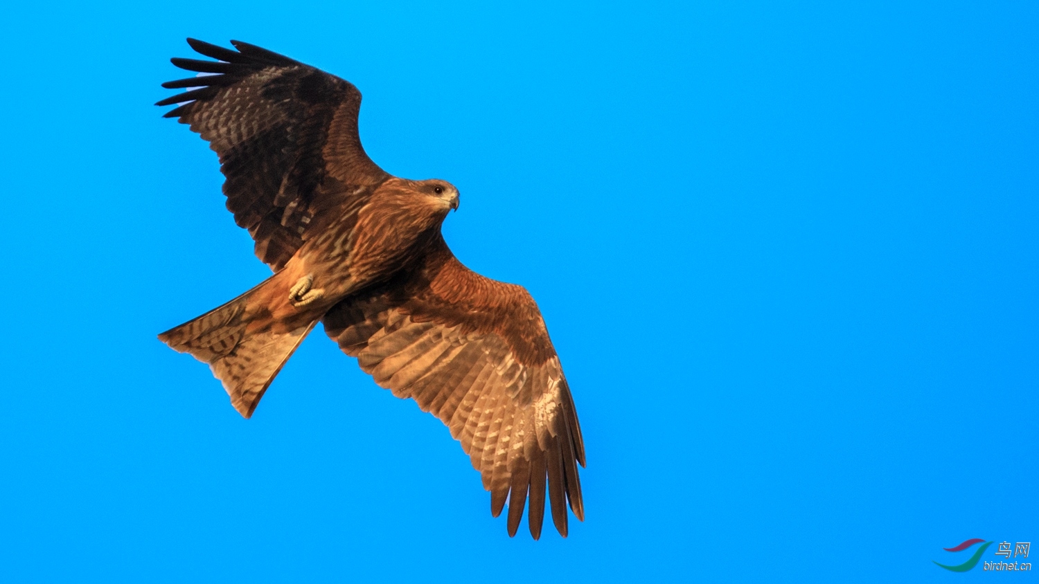 鹰击长空鹏程万里