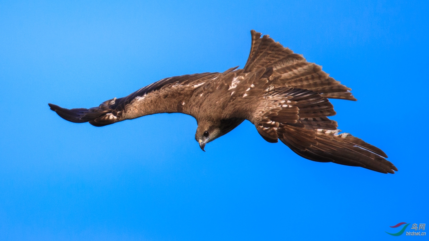 鹰击长空鹏程万里