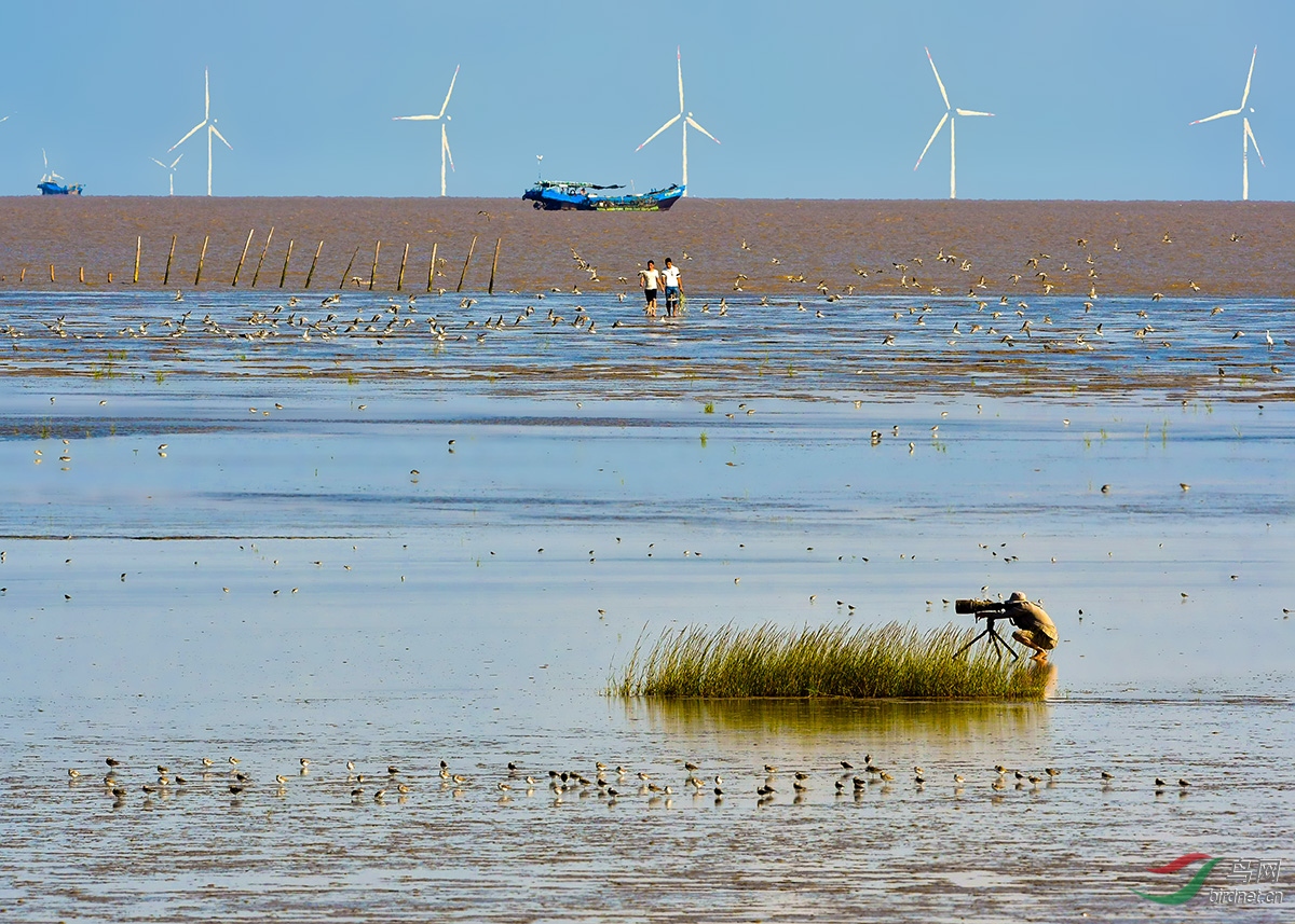 南通条子泥滩涂迎来大批候鸟