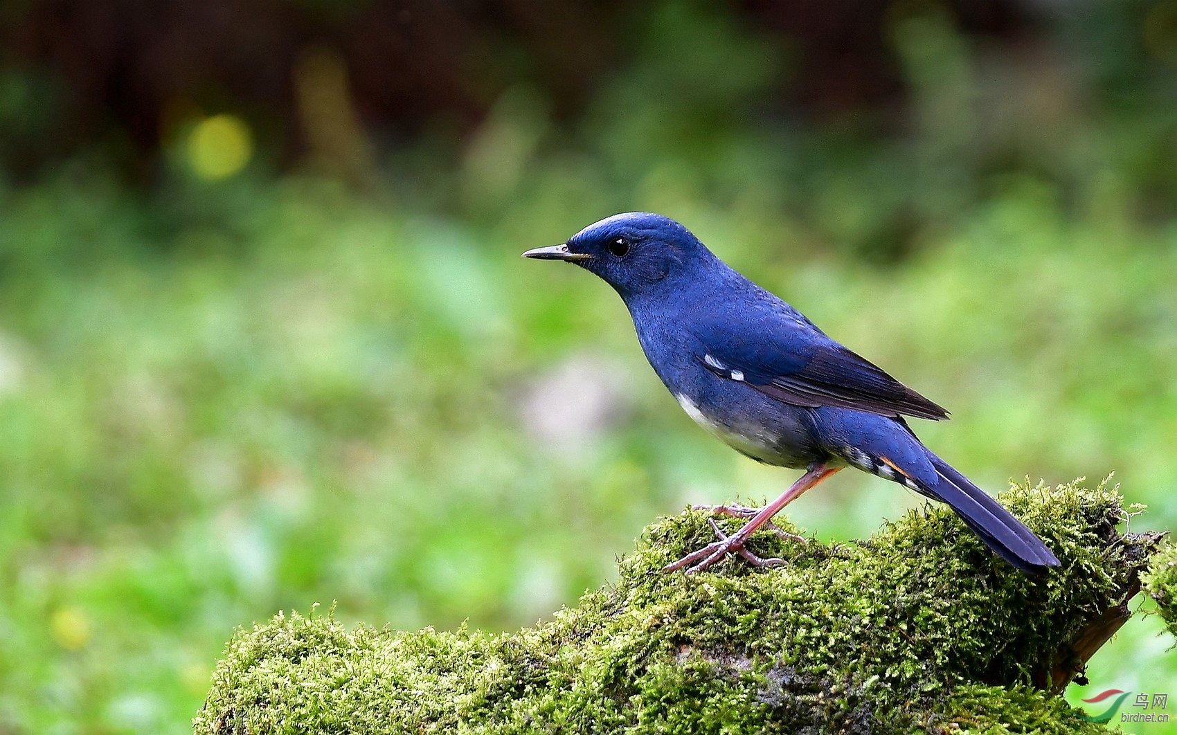 年年来川大届届都优秀白腹短翅鸲