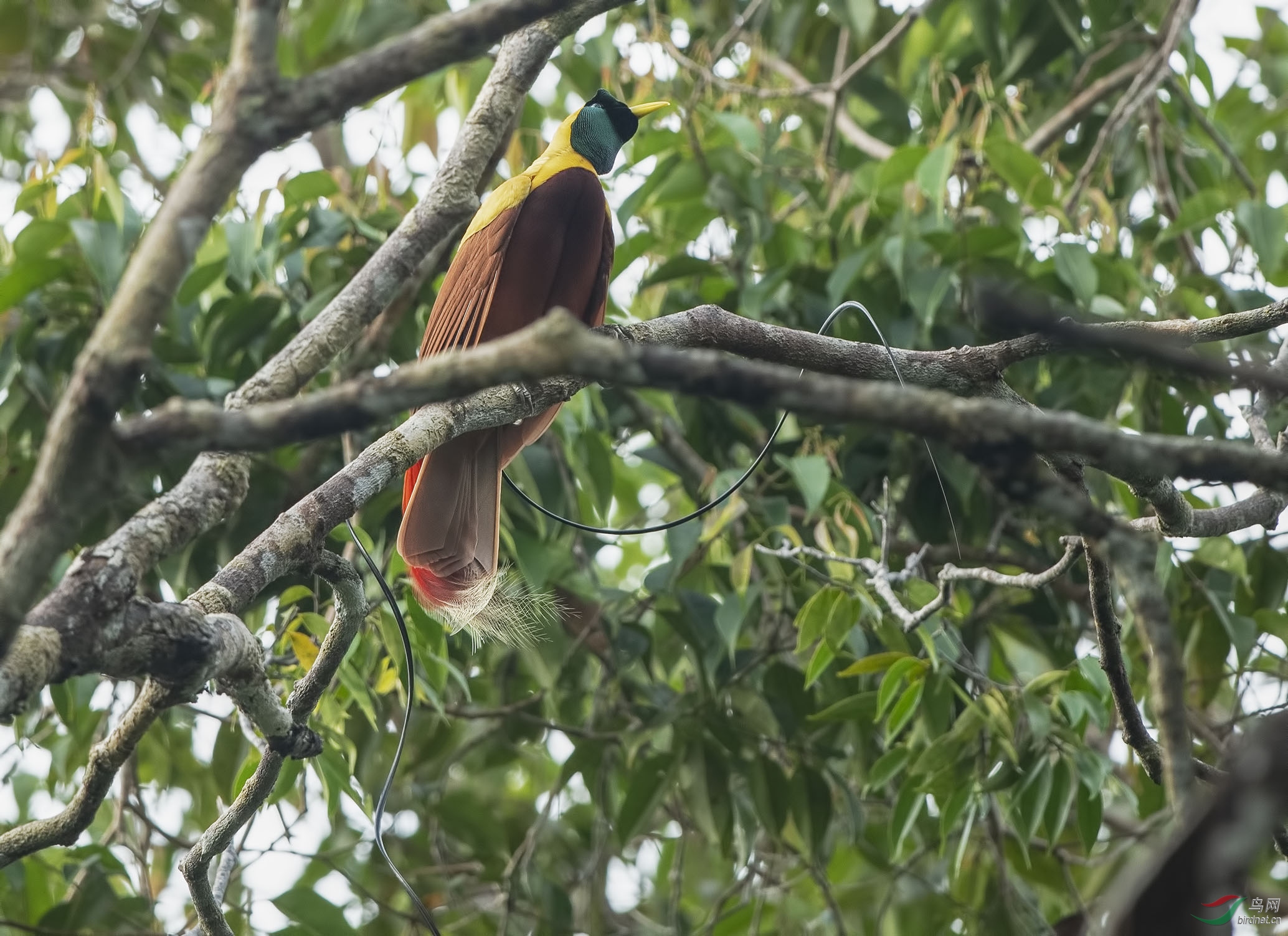 红极乐鸟redbirdsofparadise印尼四王群岛