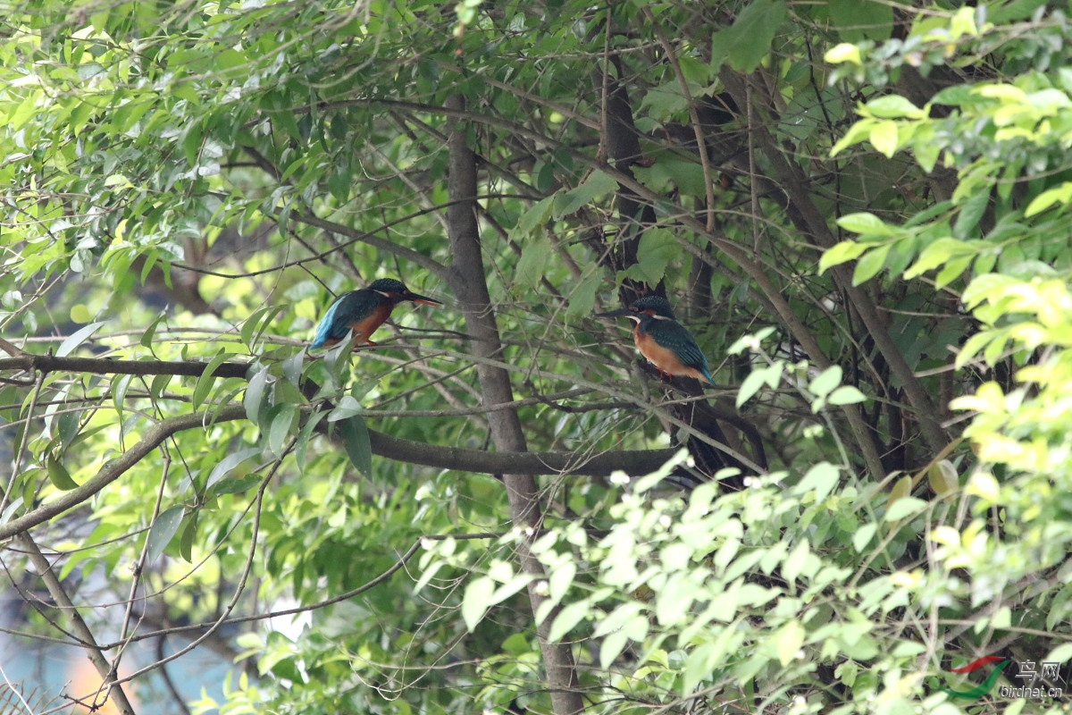 IMG_5265-1.JPG