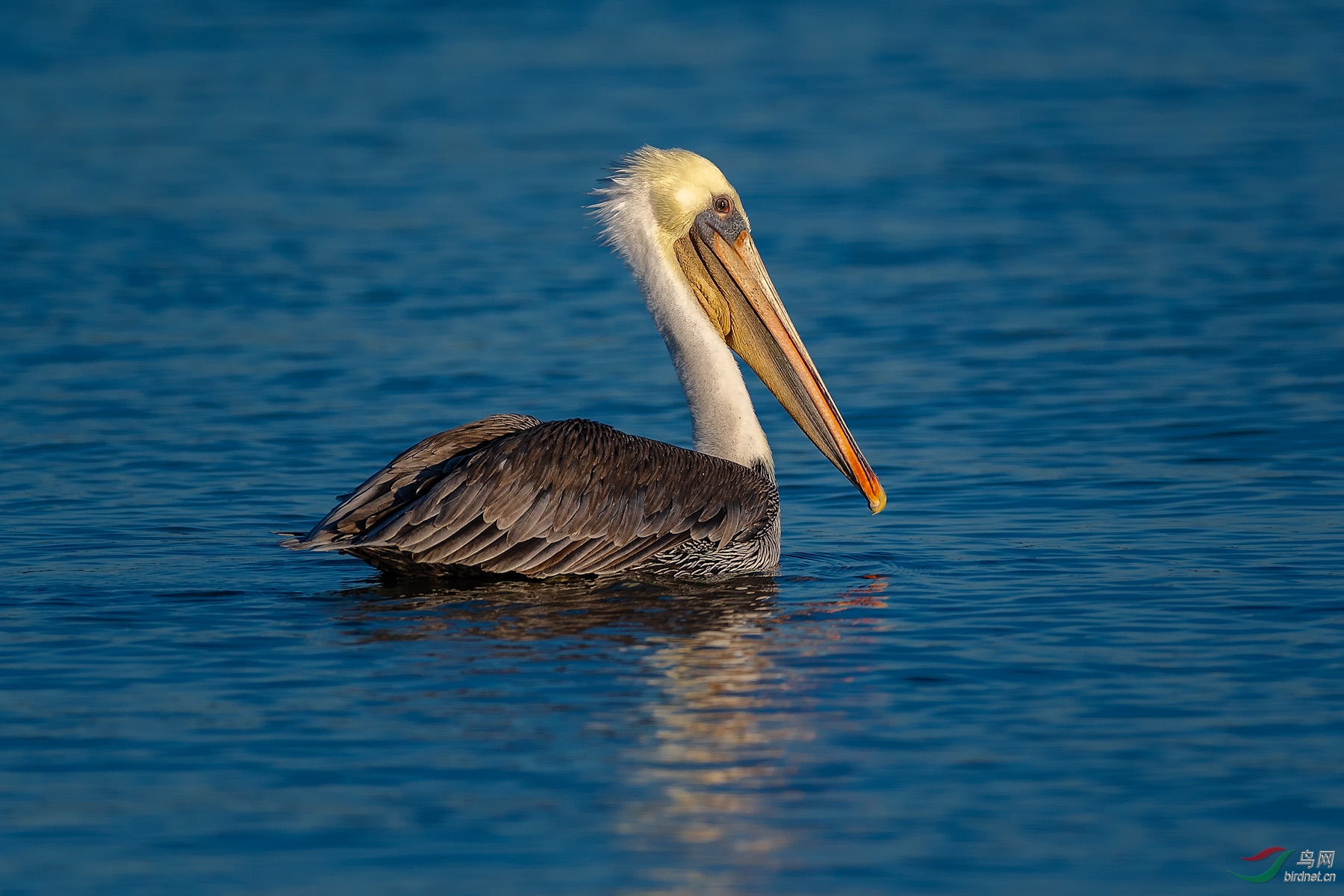 2018shoreline褐鹈鹕3
