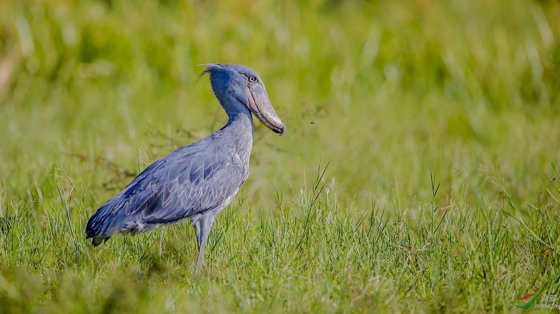 与恐龙同时代鸟类《鲸头鹳》