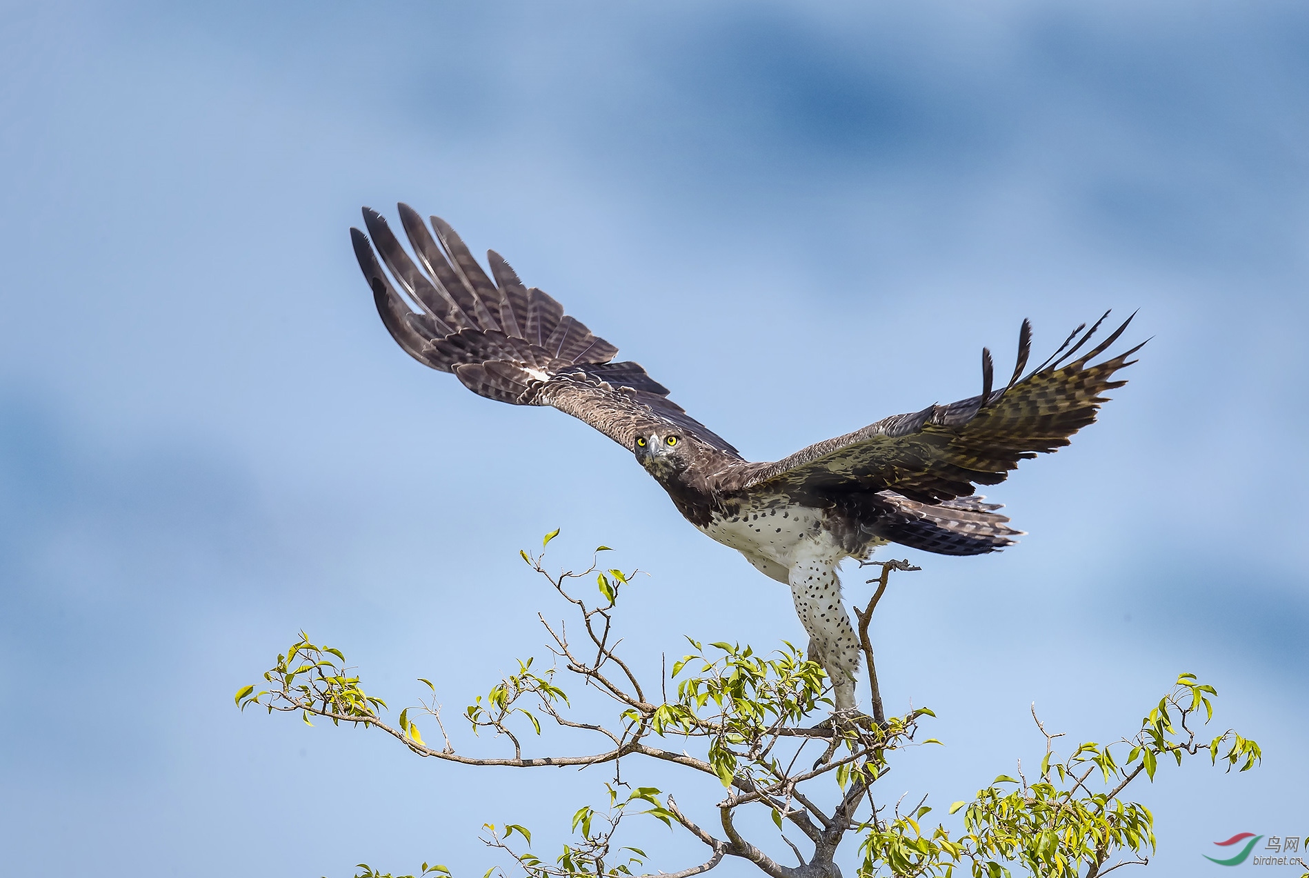 猛雕如豹~祝贺荣获首页鸟类精华!