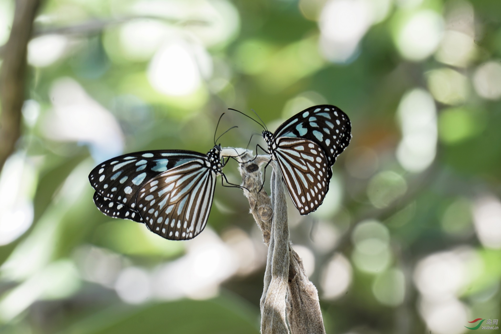 日本冲绳拍蝴蝶