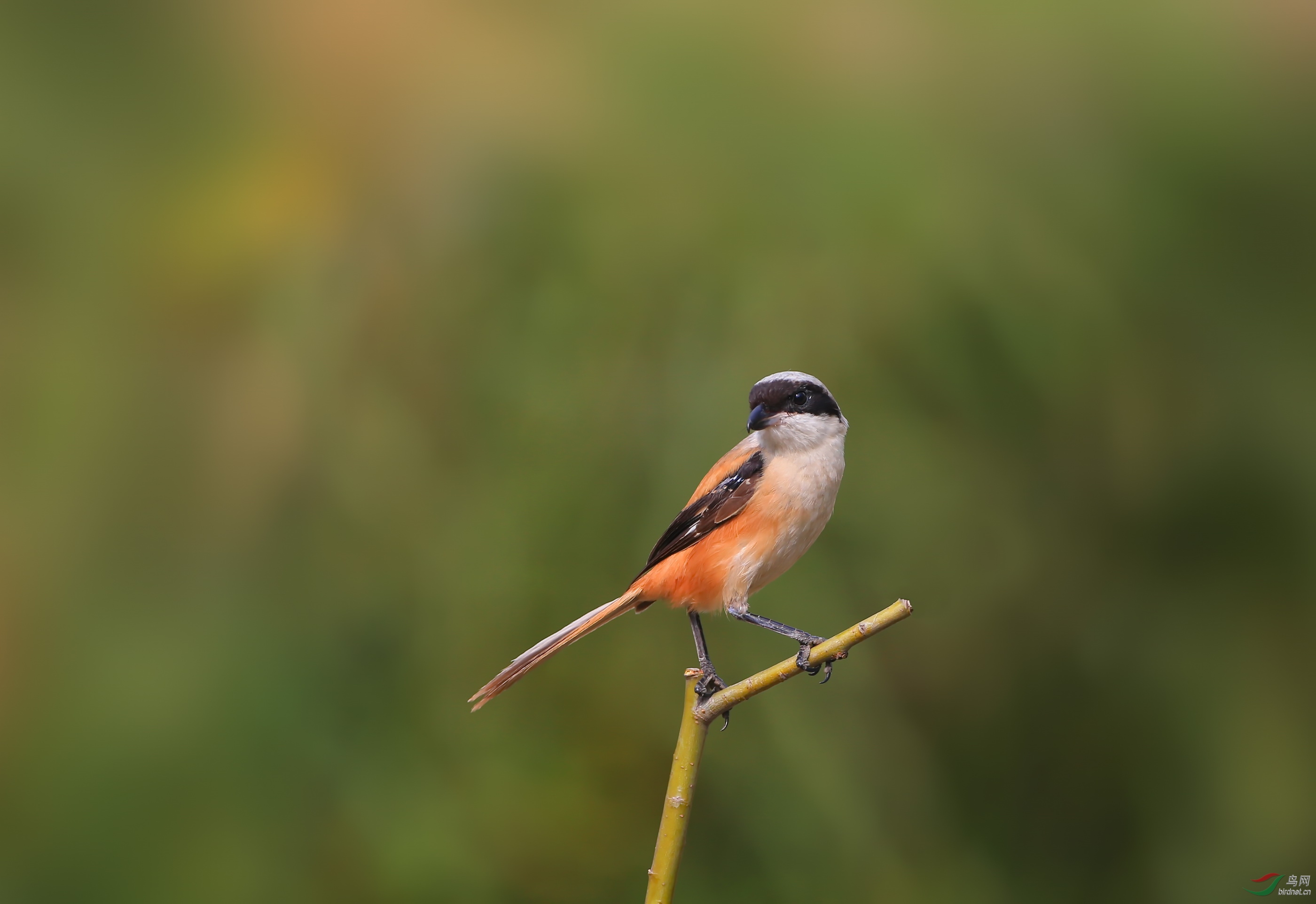 《棕尾伯劳》 - 内蒙古版 neimenggu 鸟网