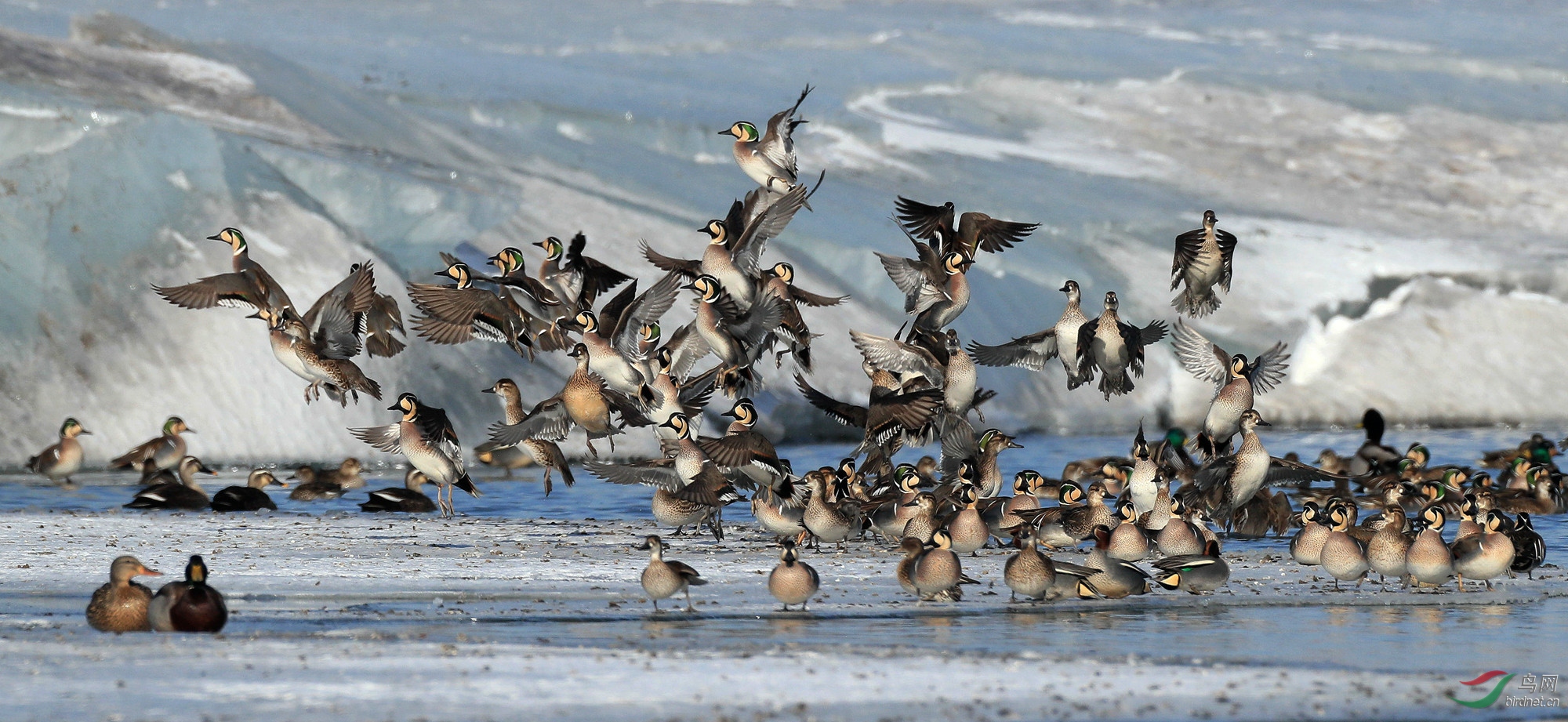 迁徙中的花脸鸭等