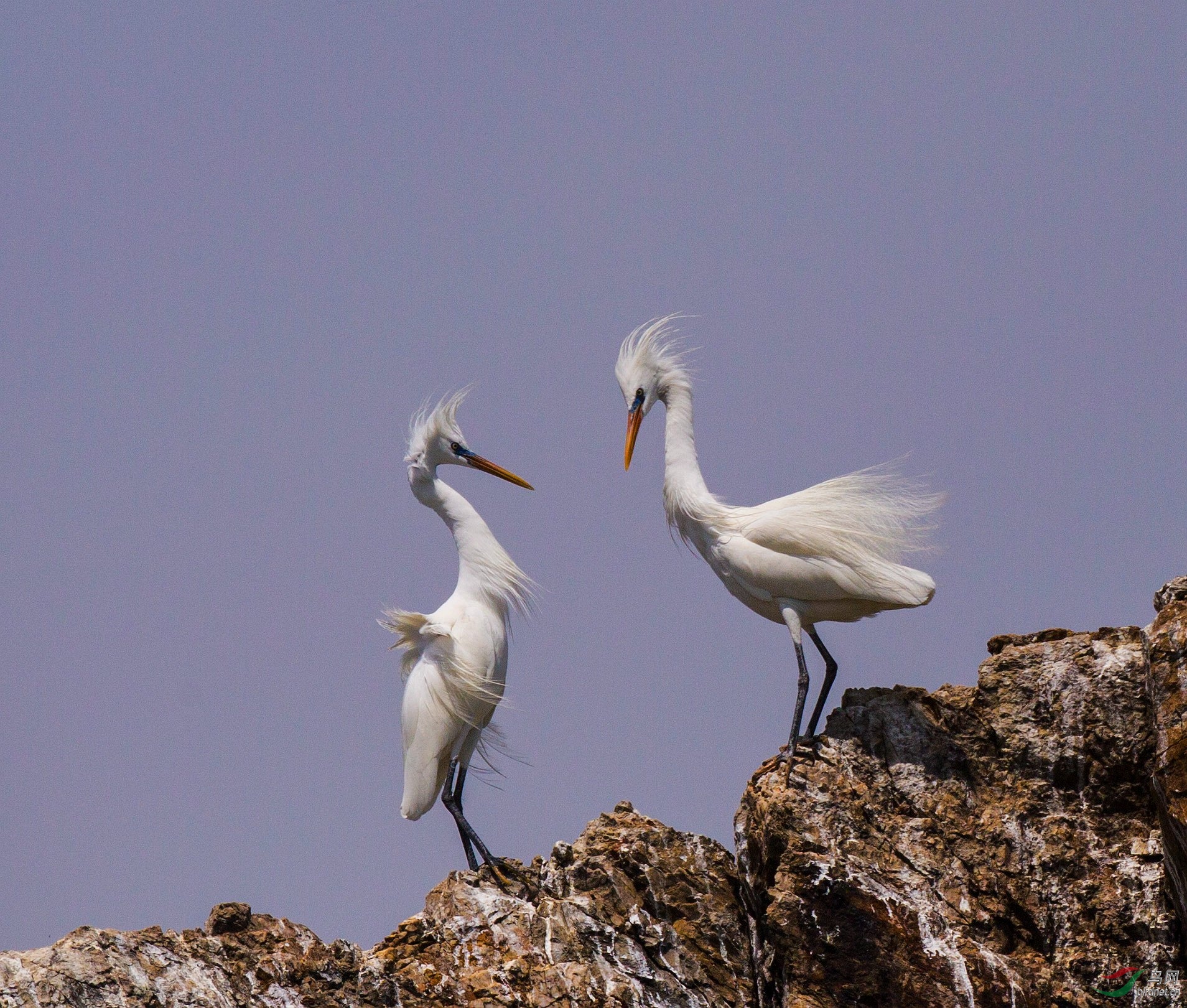鹊桥相会大白鹭夫妇
