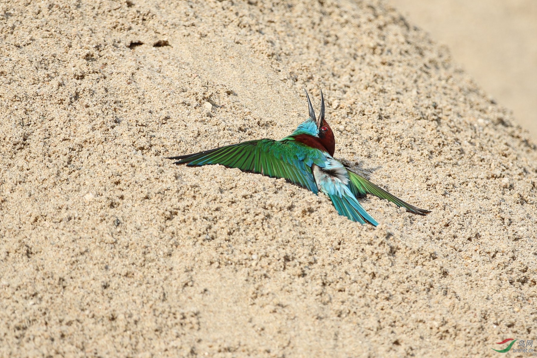 沙浴- 山西版 shanxi 鸟网