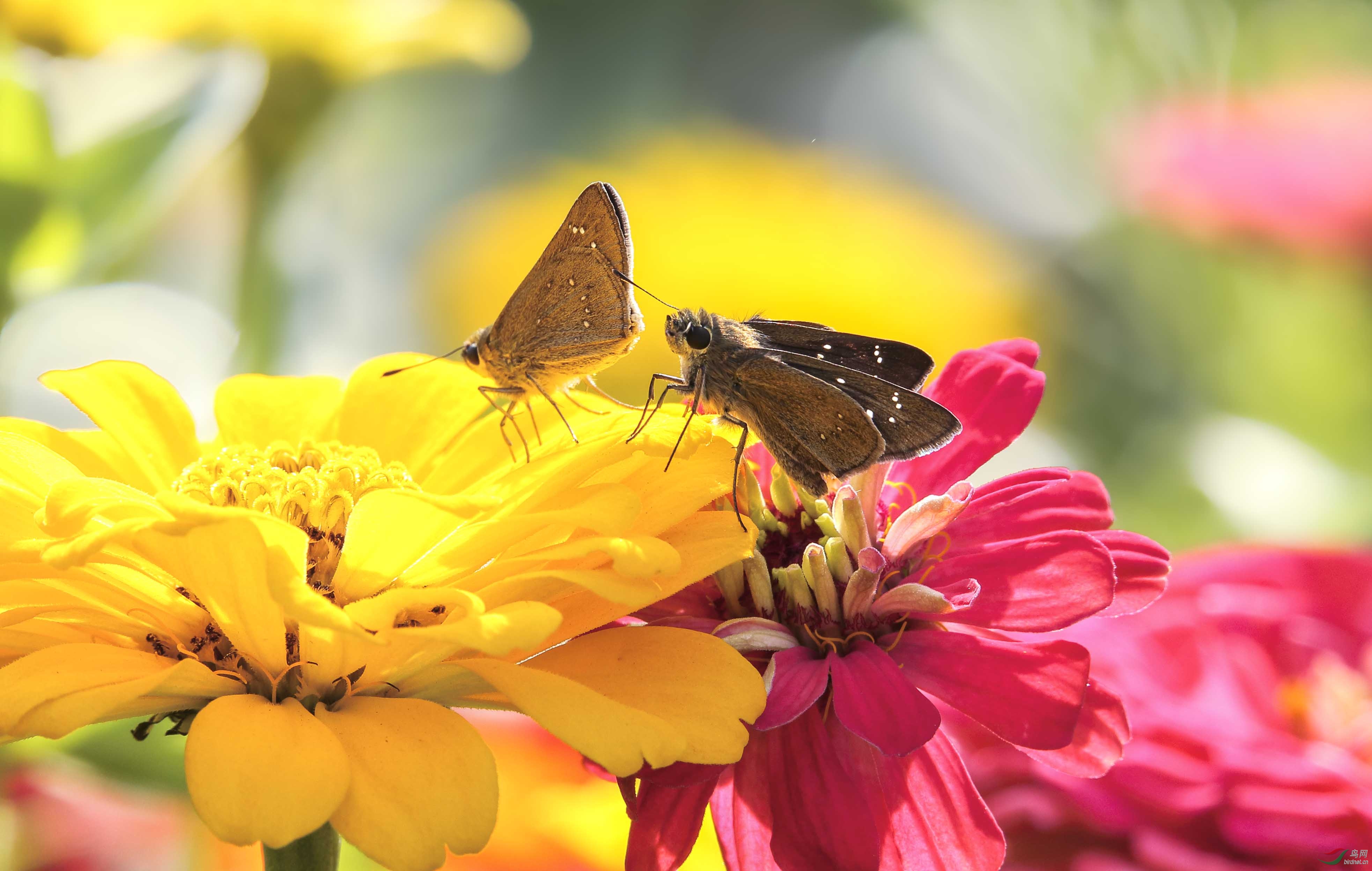 07蝶与蛾 - 上海版 shanghai 鸟网