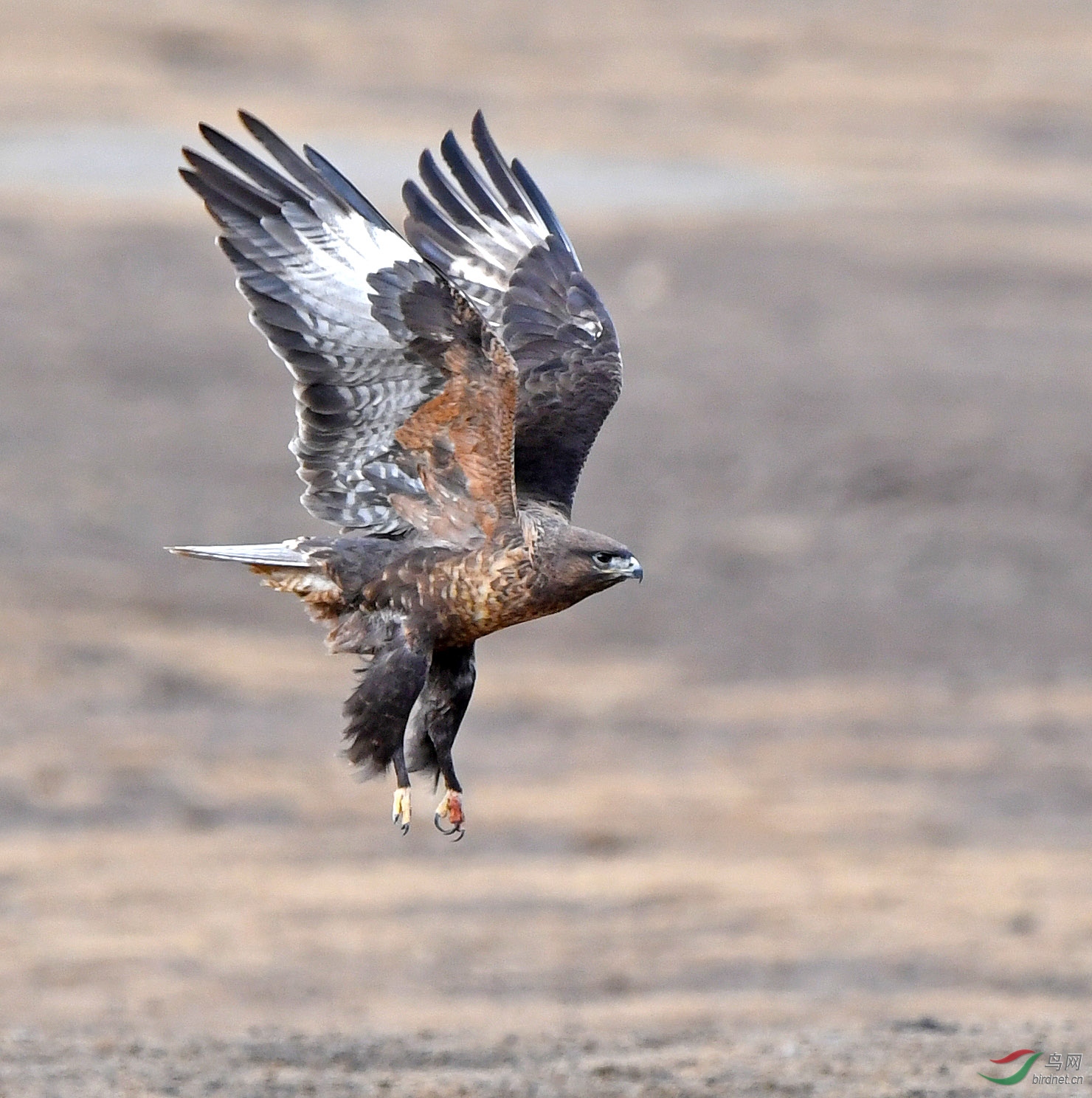 大鵟- 山西版 shanxi 鸟网
