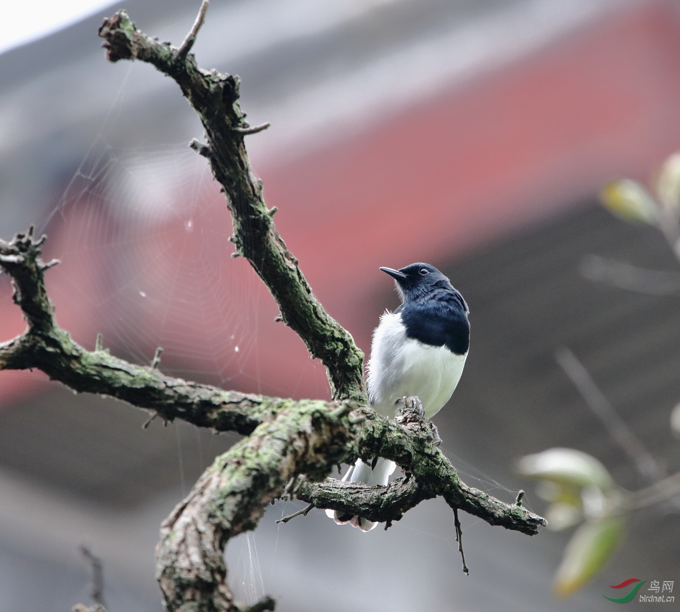 IMG_5184-1.JPG