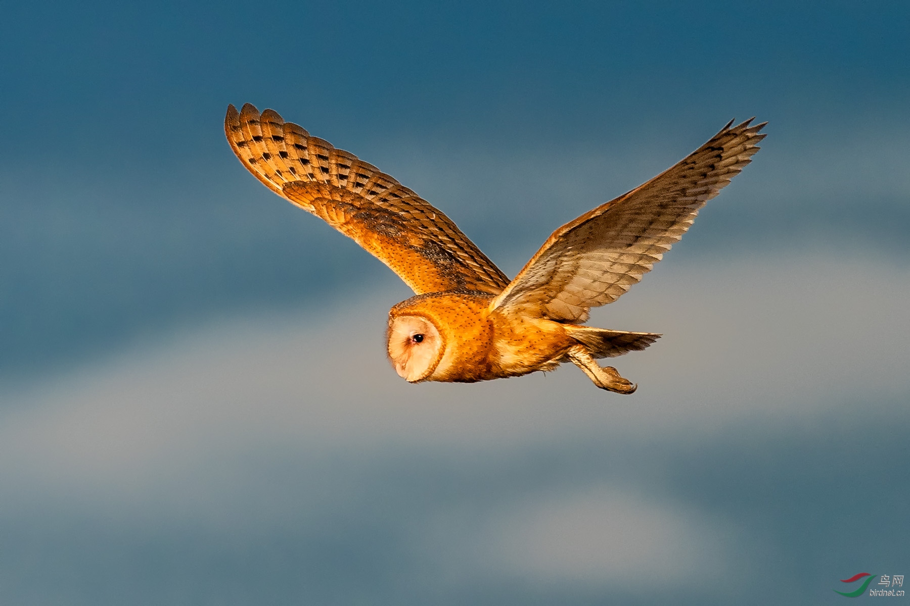 20181003湾区猴脸猫头鹰2