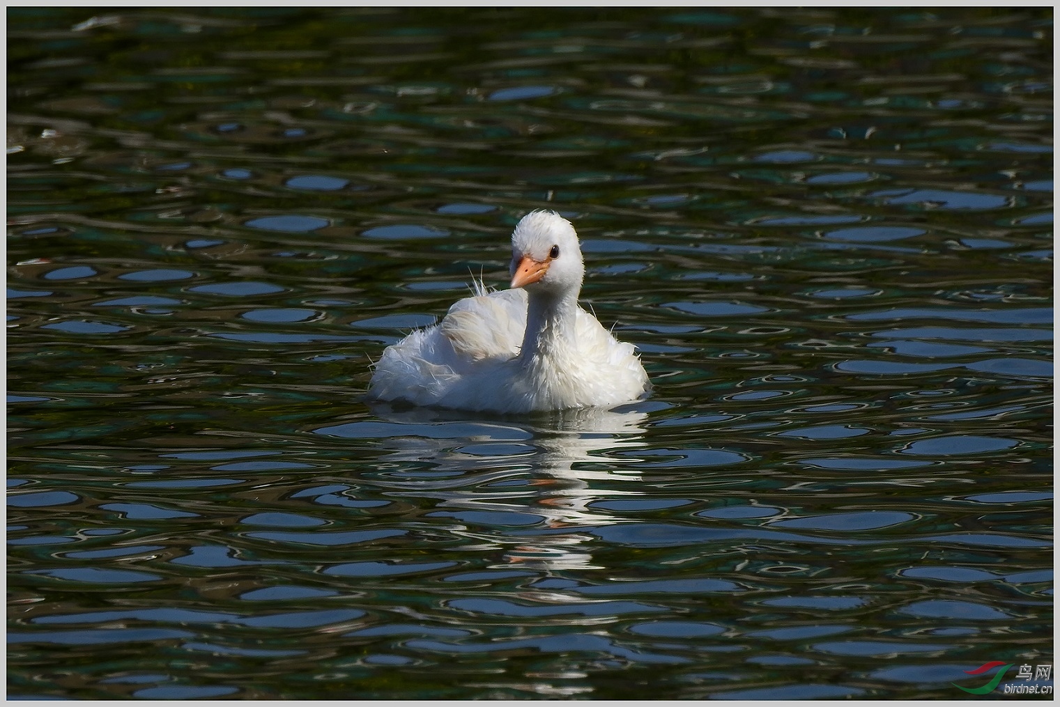 ����δ����15��