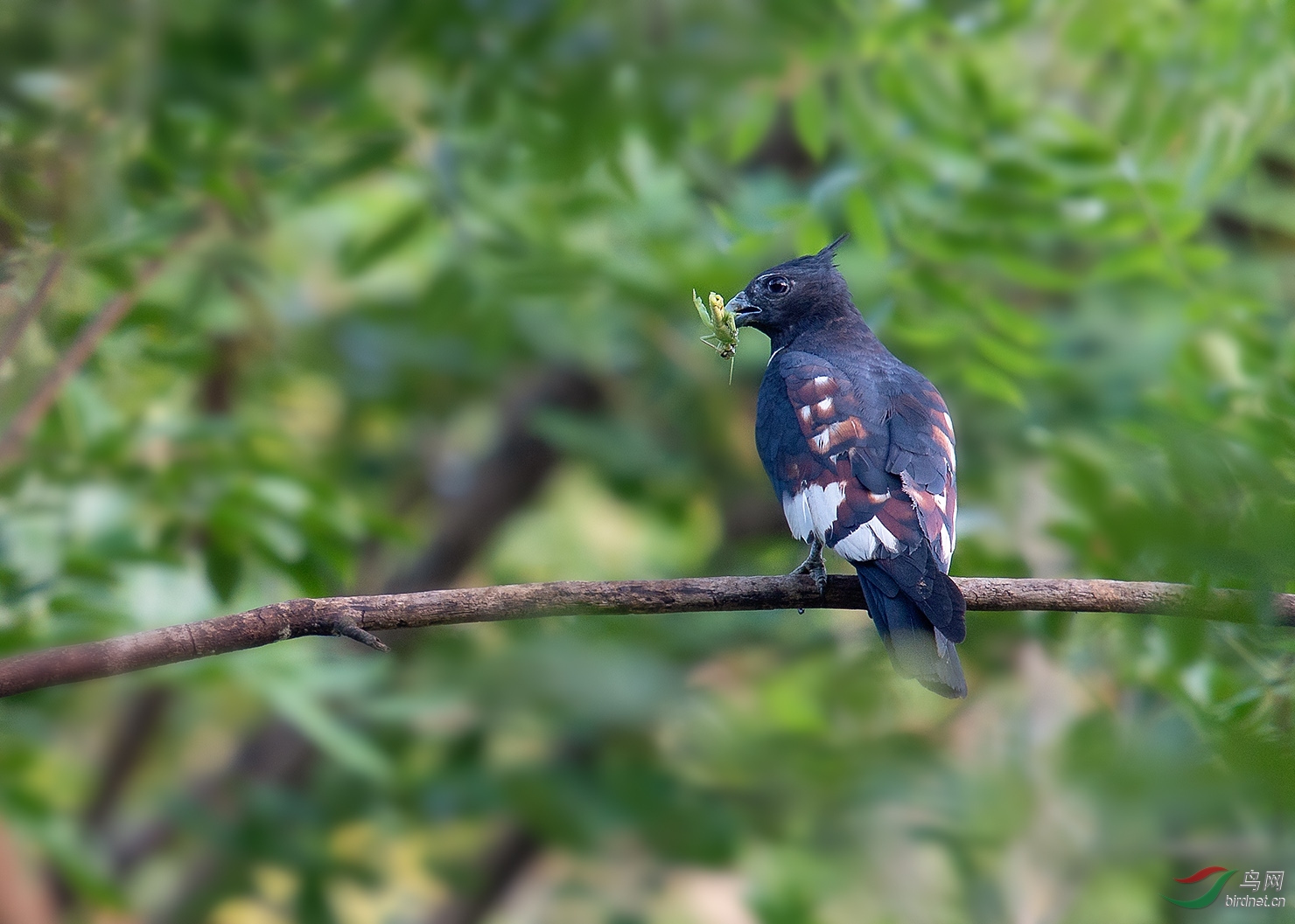 南京老山森林公园的黑冠鹃隼多图