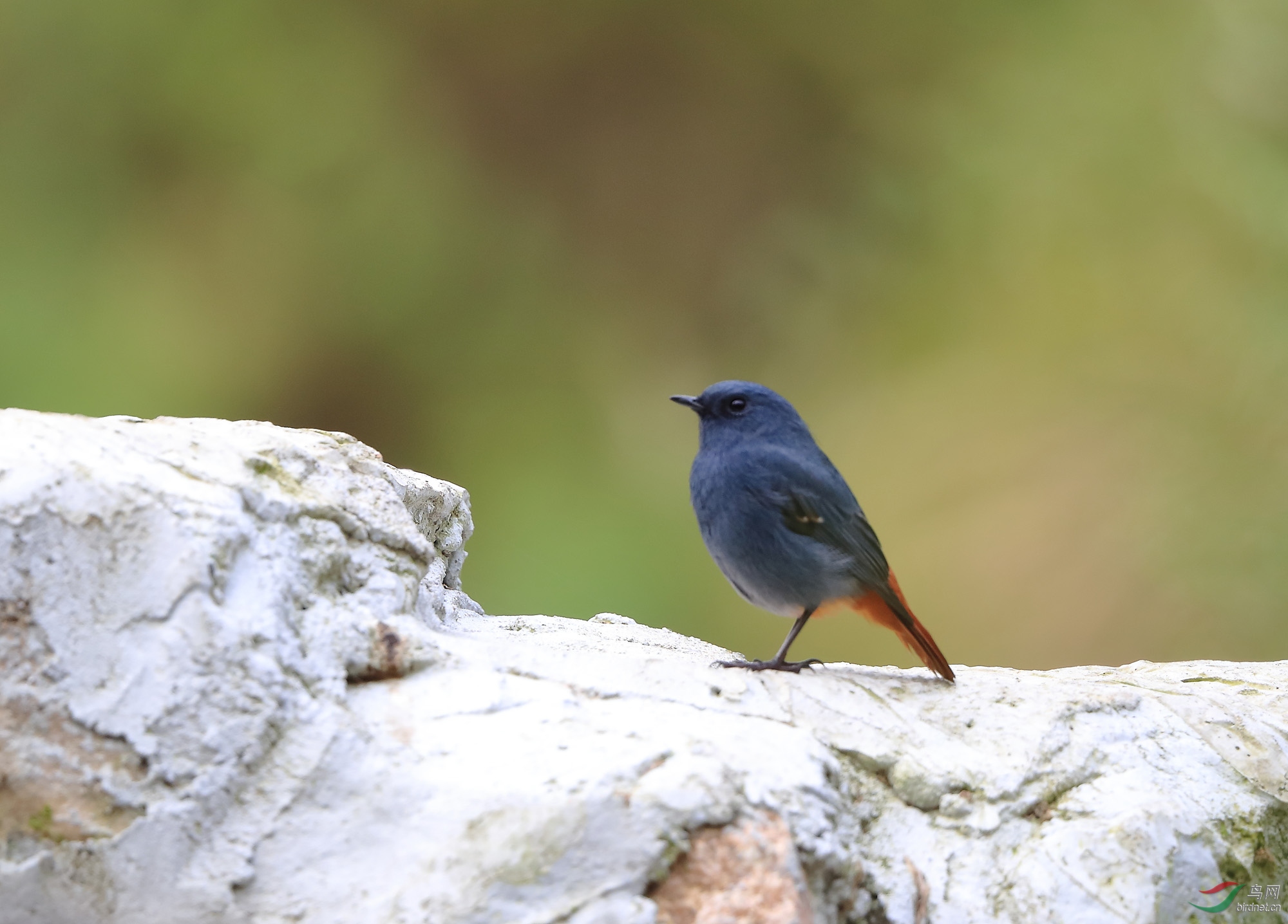 眺望红尾水鸲雄鸟