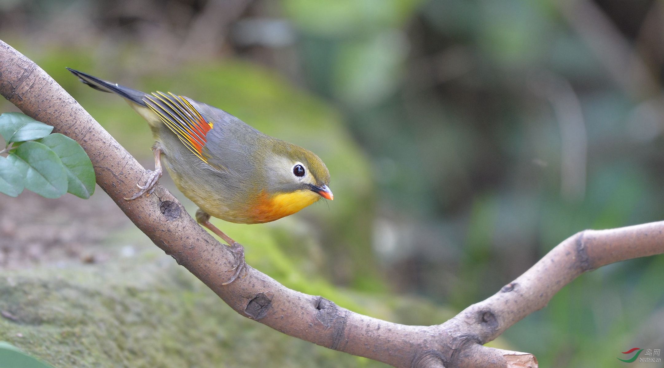 聪明伶俐的红嘴相思鸟