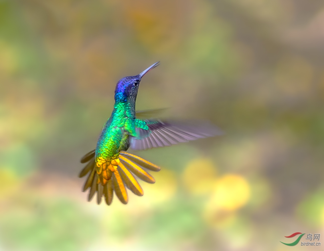 林鸟绚丽美姿金尾蜂鸟荣获首页鸟类精华