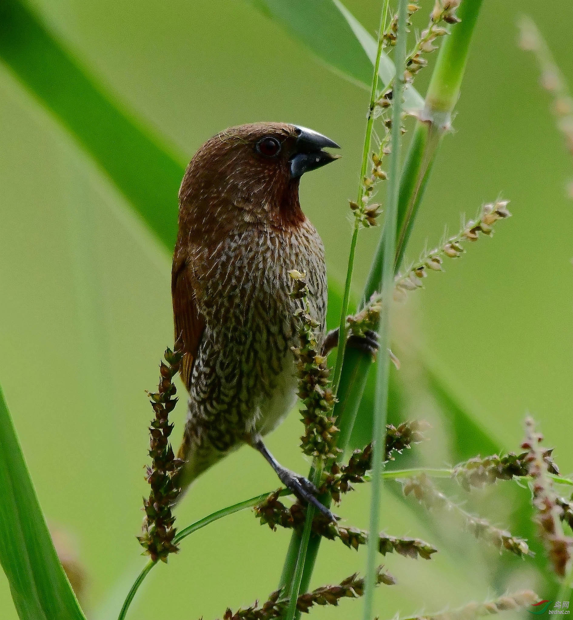 斑文鸟