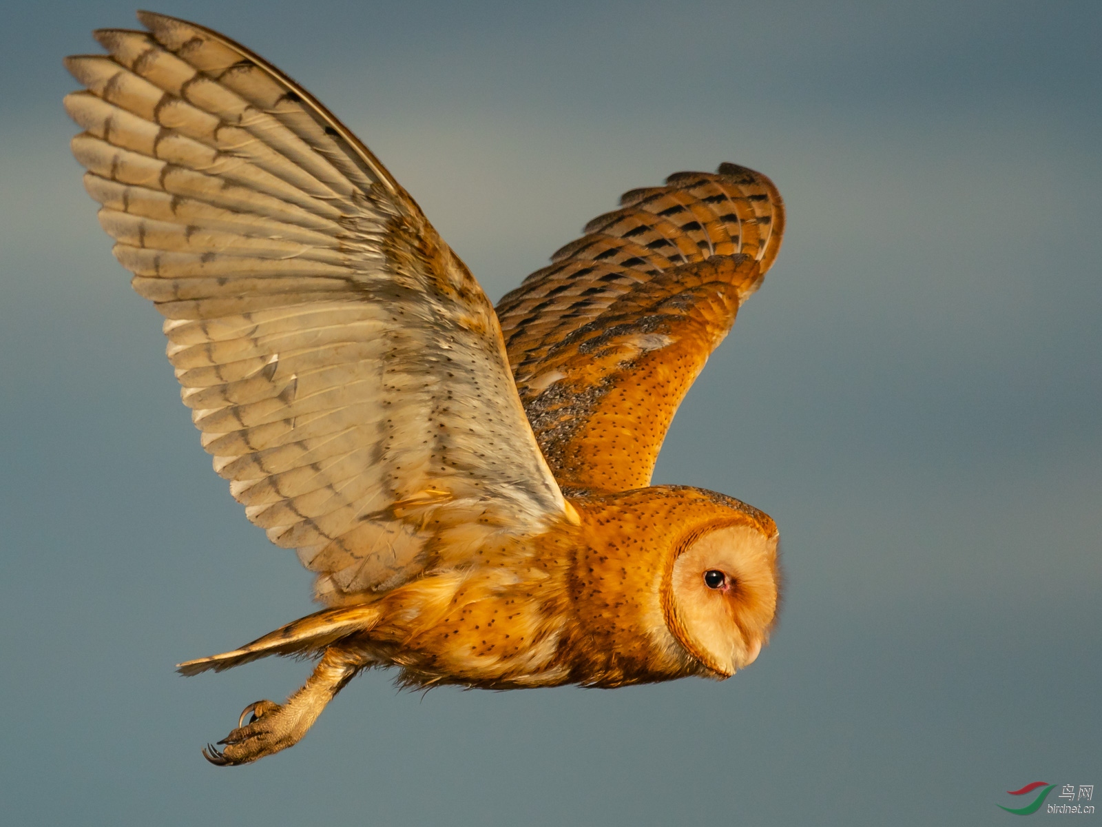 仓鸮飞行特写(恭喜荣获首页精华)