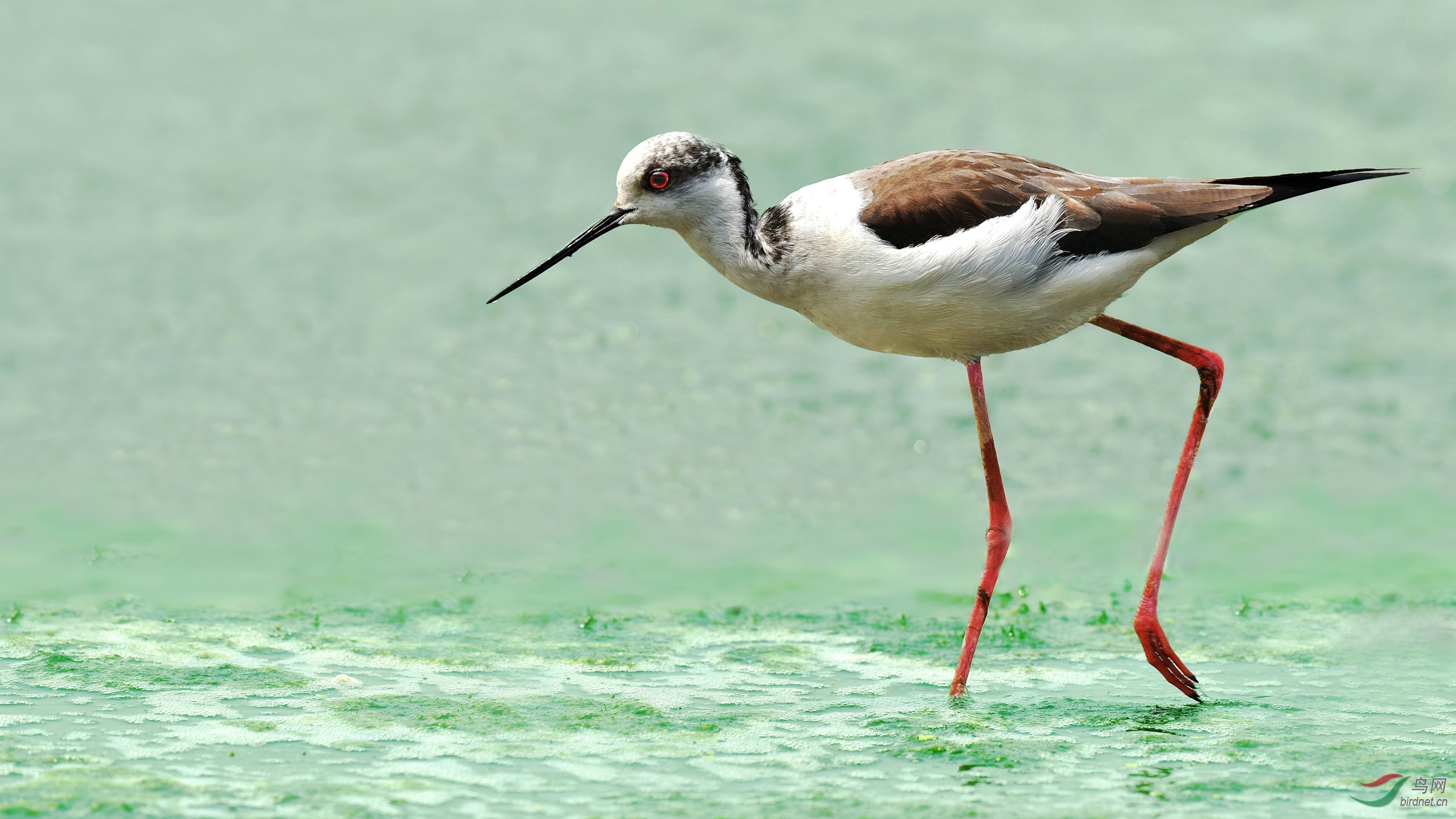 黑翅长脚鹬 - 水鸟版 鸟网