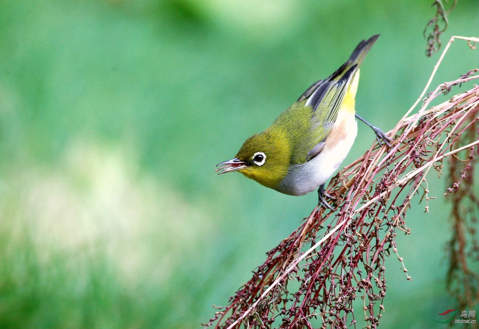 红胁绣眼 - 四川版 sichuan 鸟网