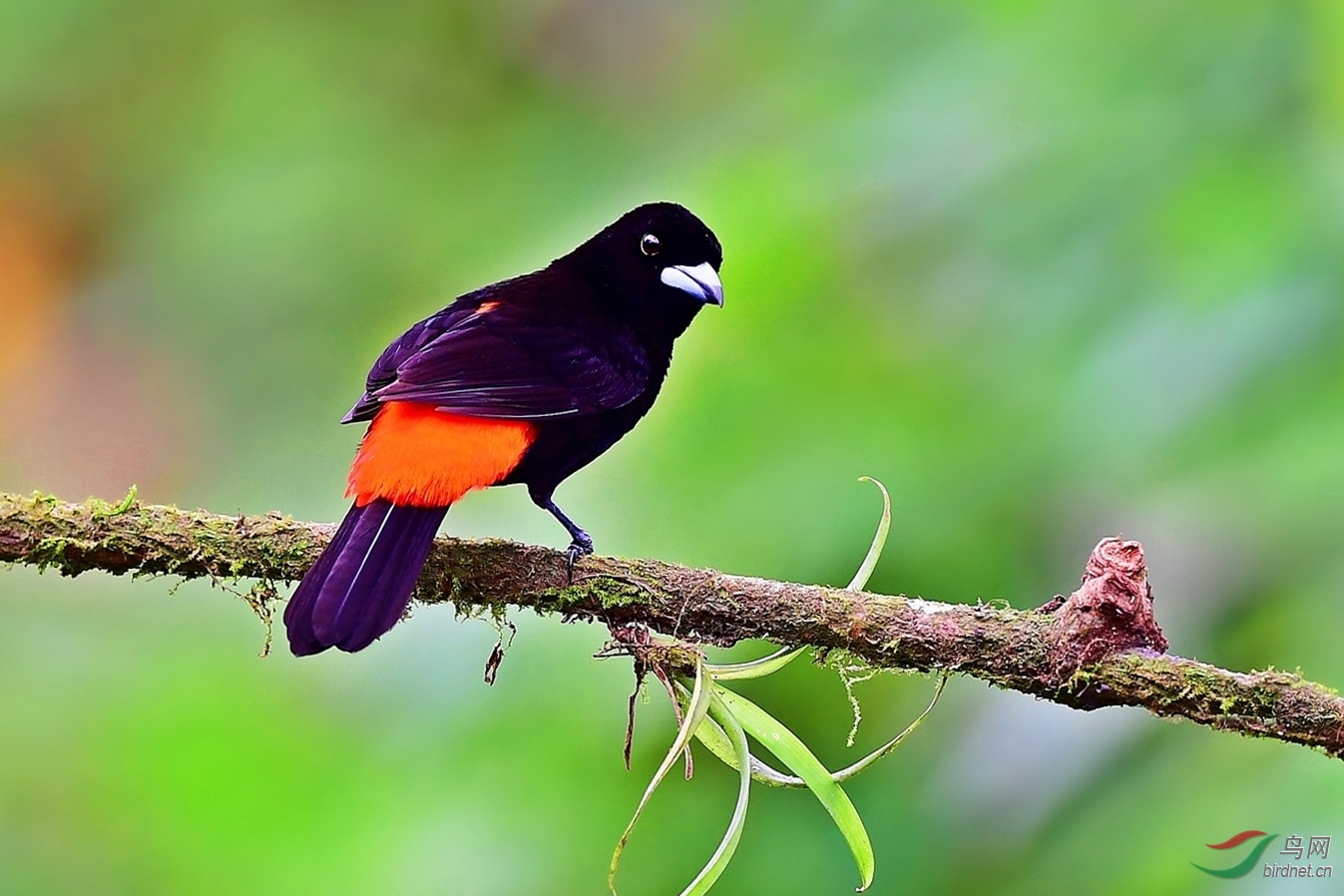 红腰厚嘴唐纳雀